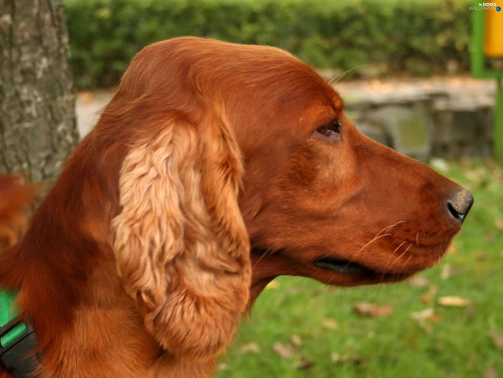 Irish Setter, Head