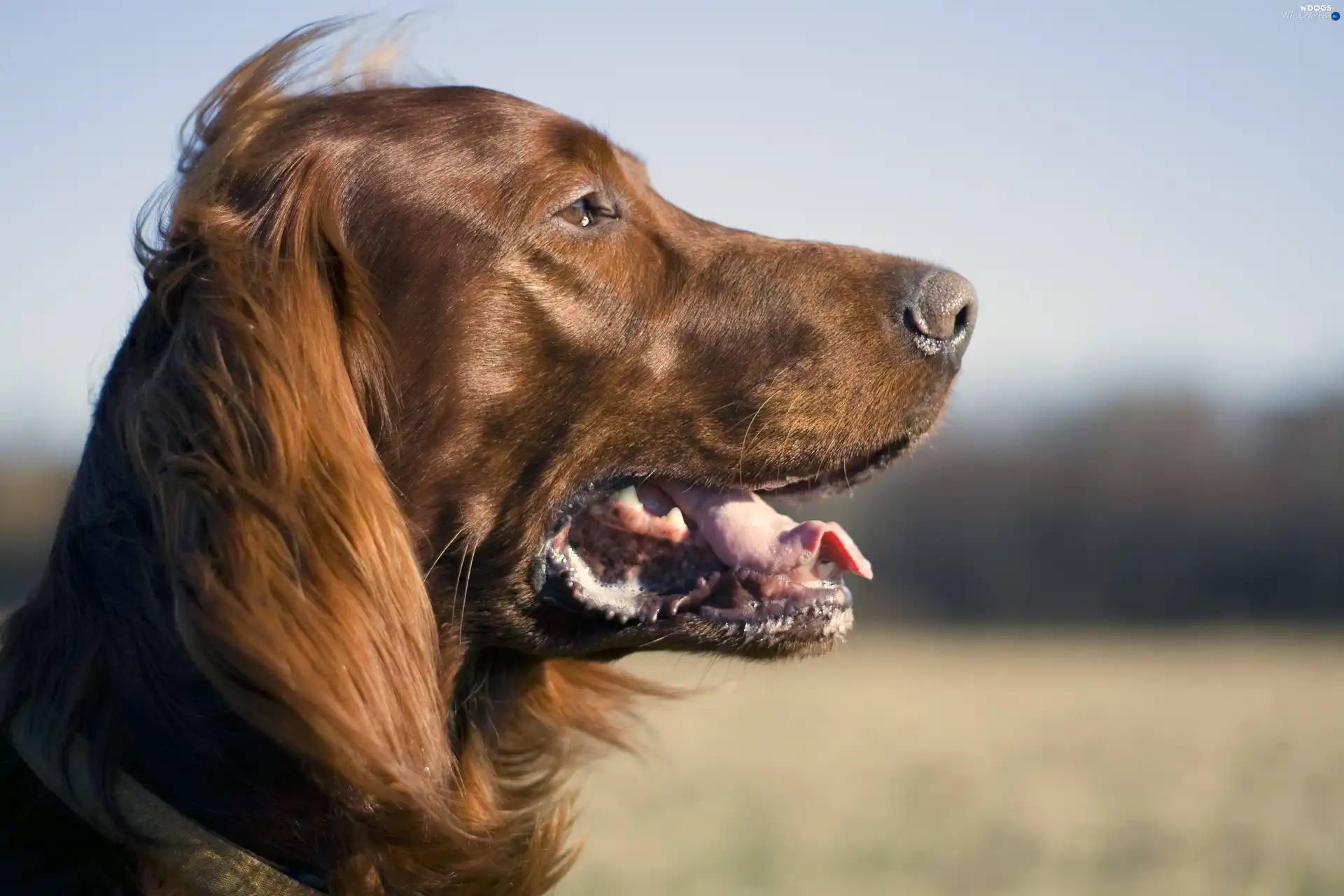 Irish Setter, mouth