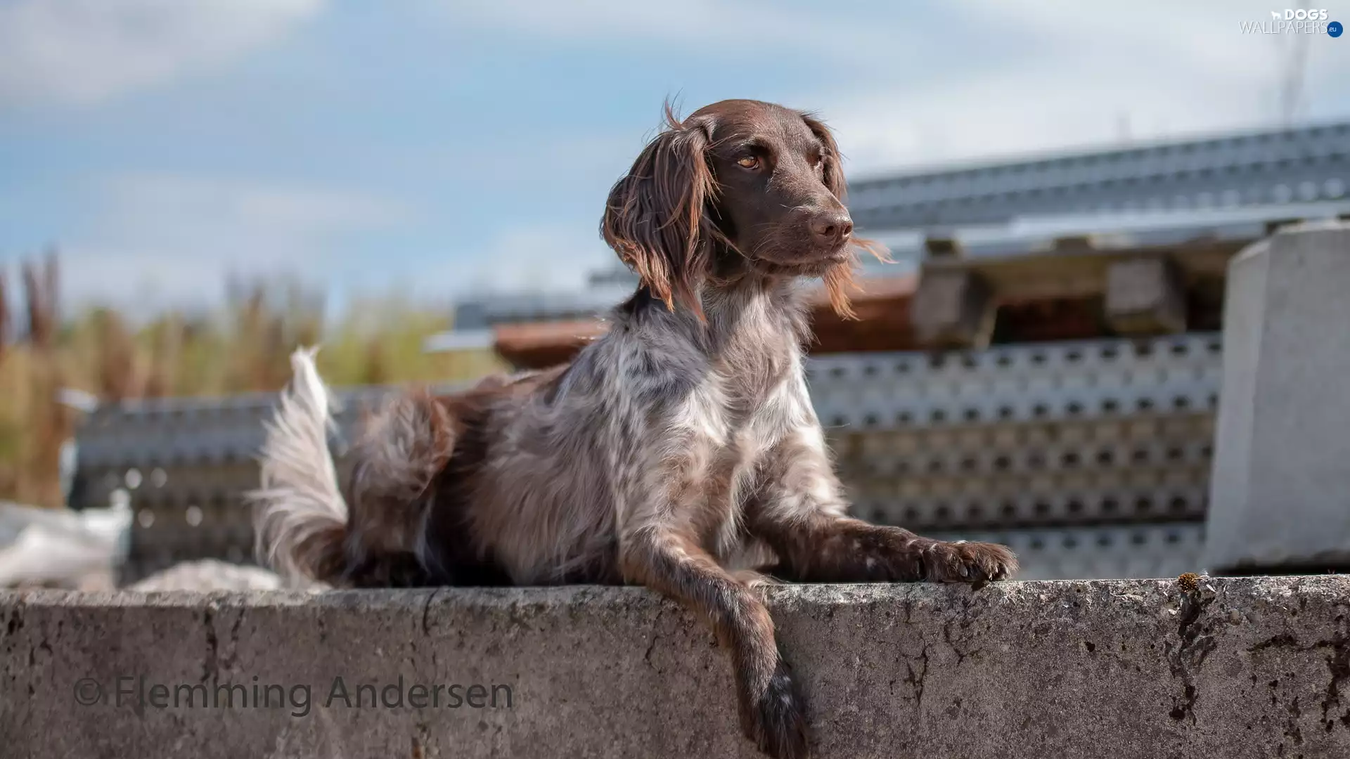 ledge, dog, English Setter