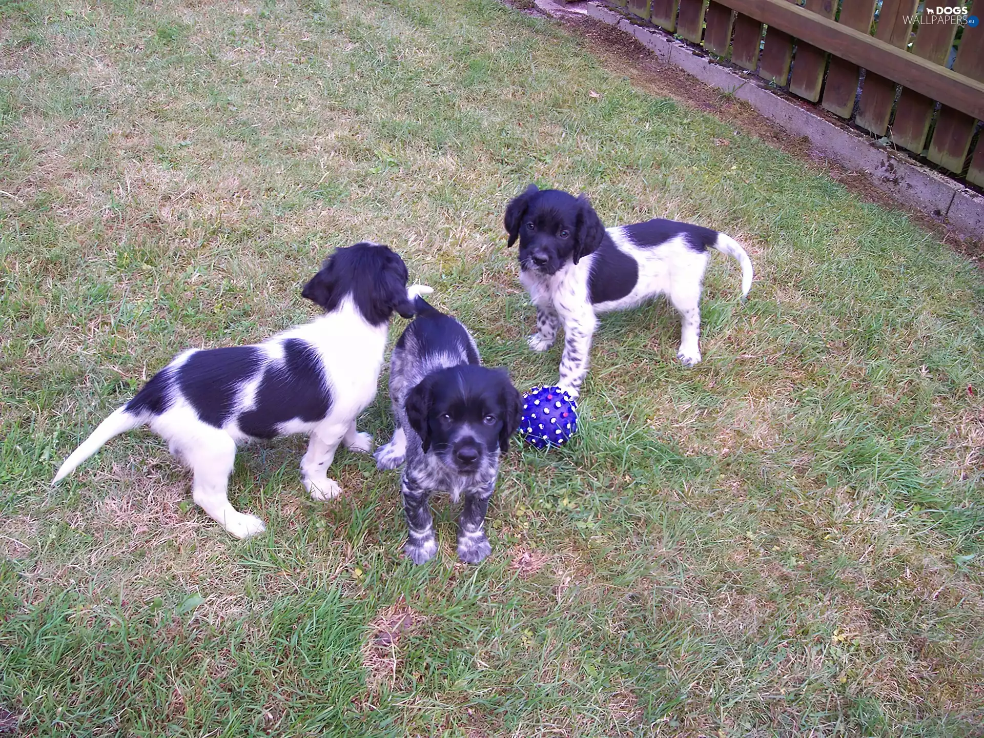 Big setter Misterlandzkiego, Three, puppies