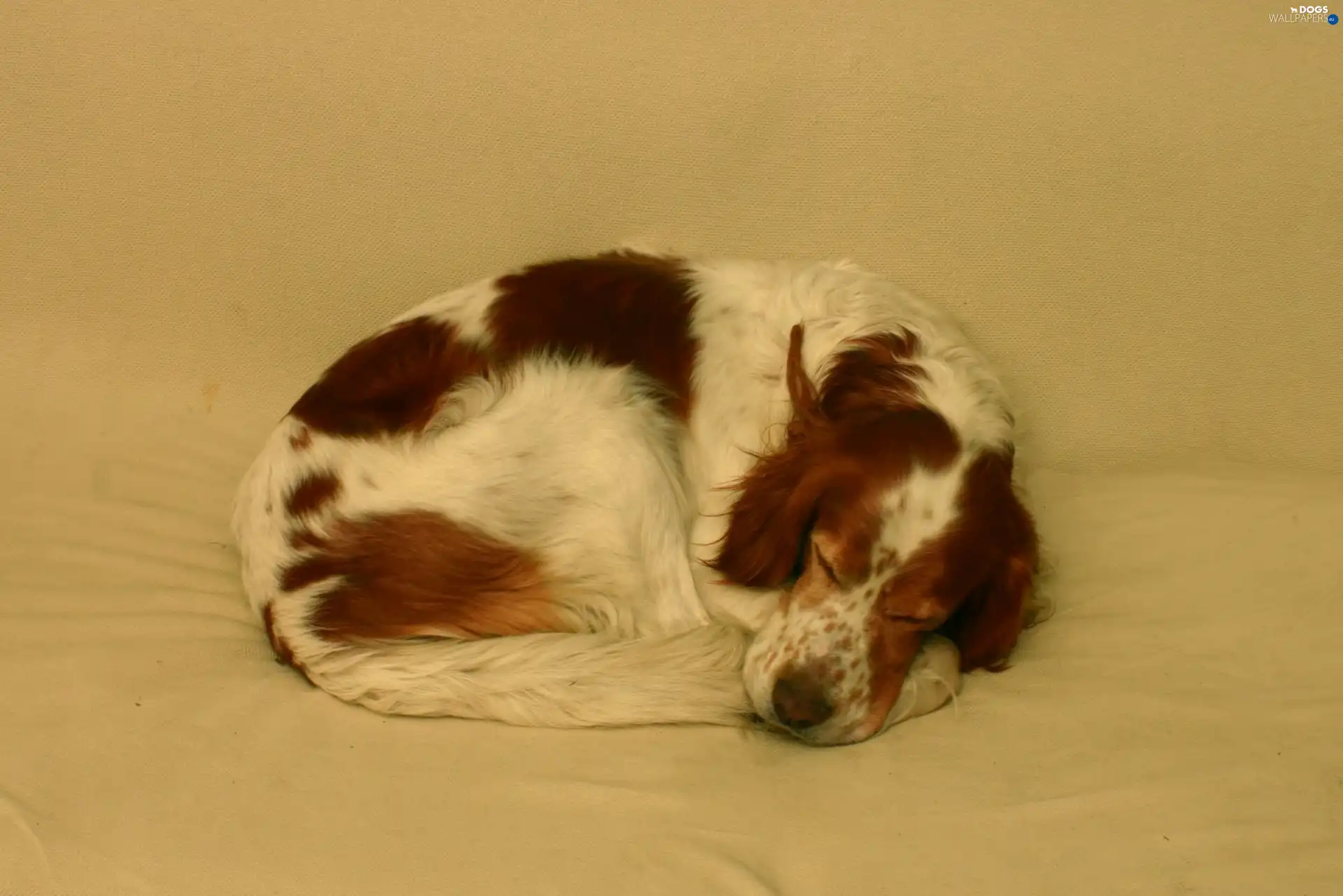 sleepy, Setter Irish Red and White, hunched