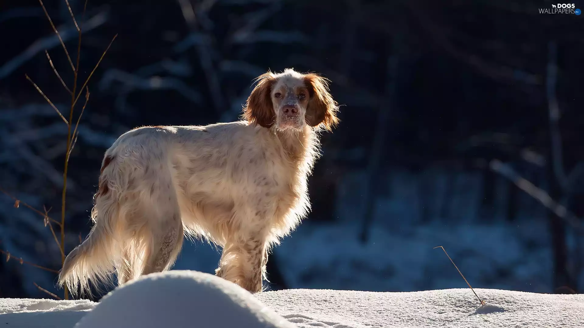 snow, dog, English Setter