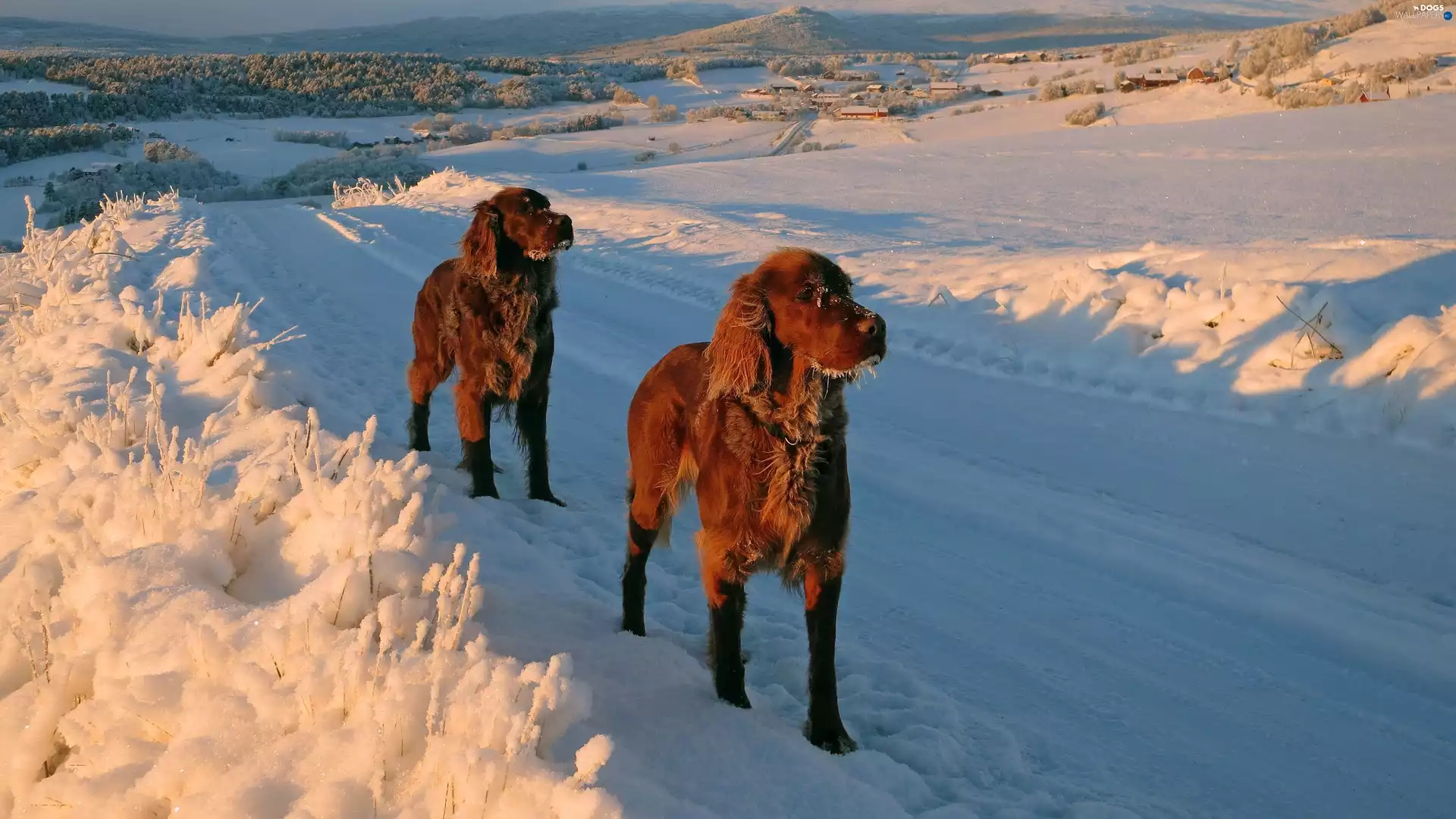 snow, winter, Dogs, Setters, Two cars, Way