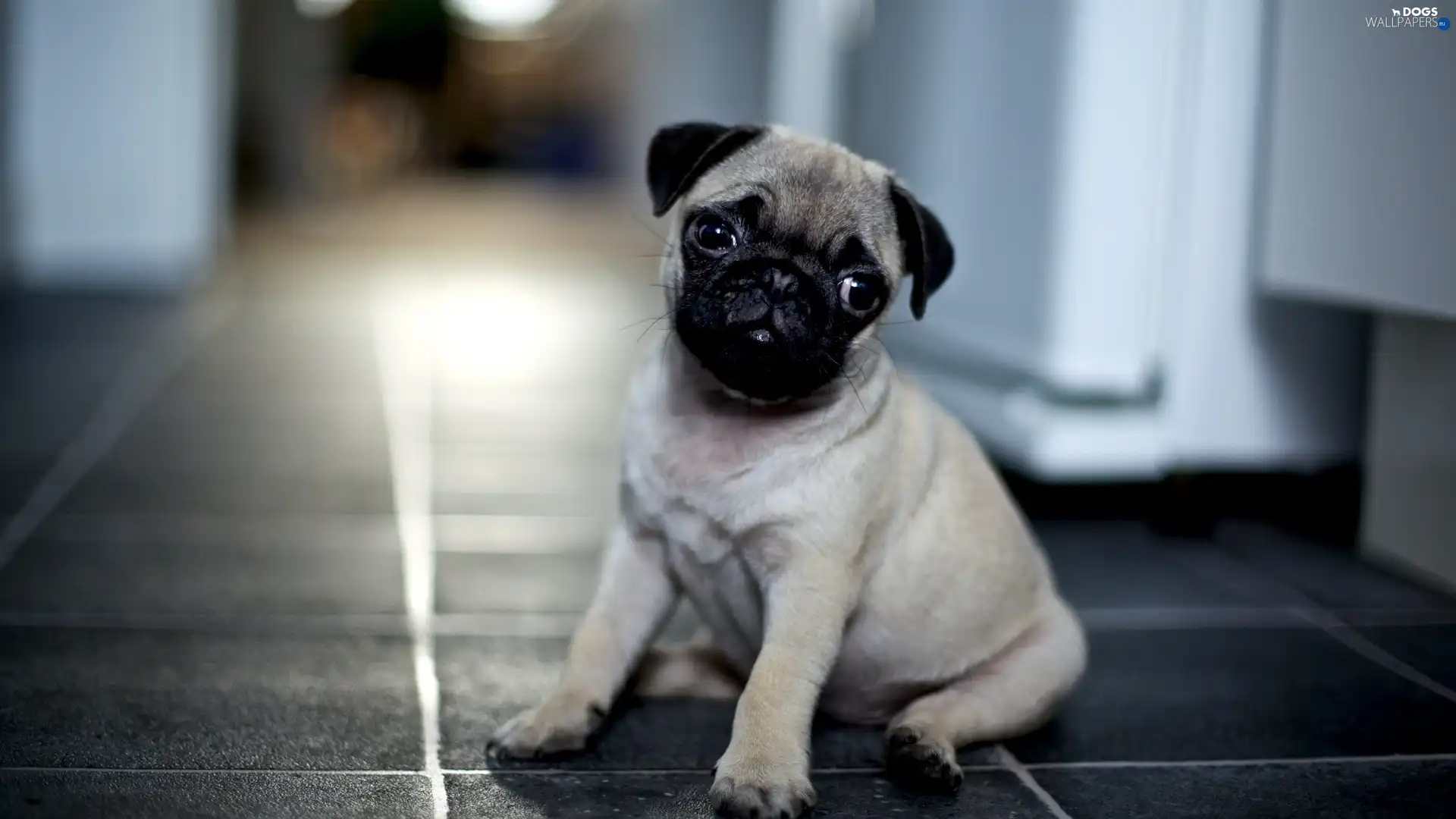 house, shallow, pug