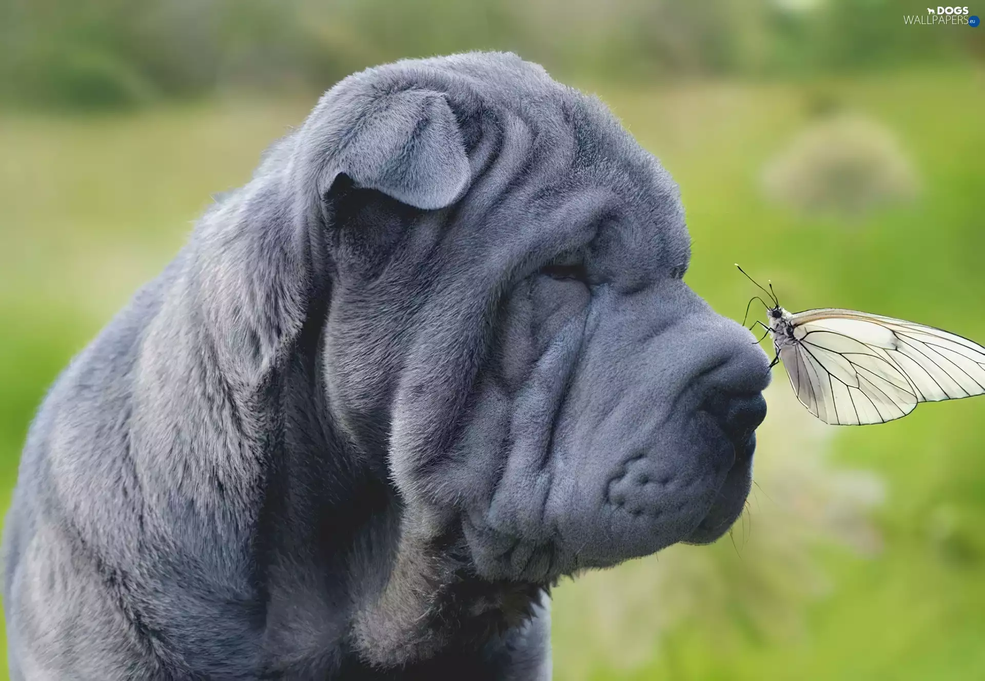 Shar Pei, butterfly