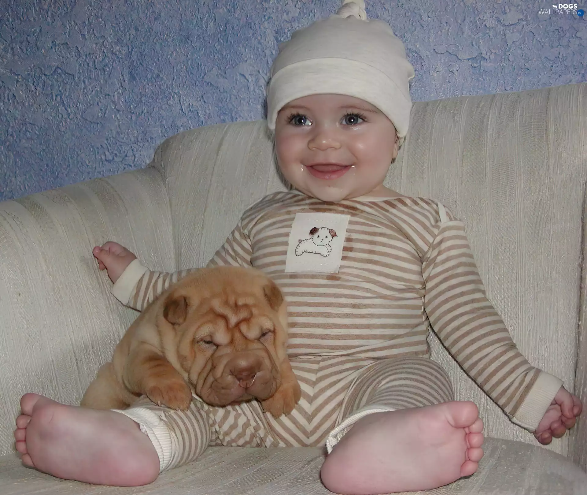 happy, Kid, Puppy, Shar Pei, honeyed