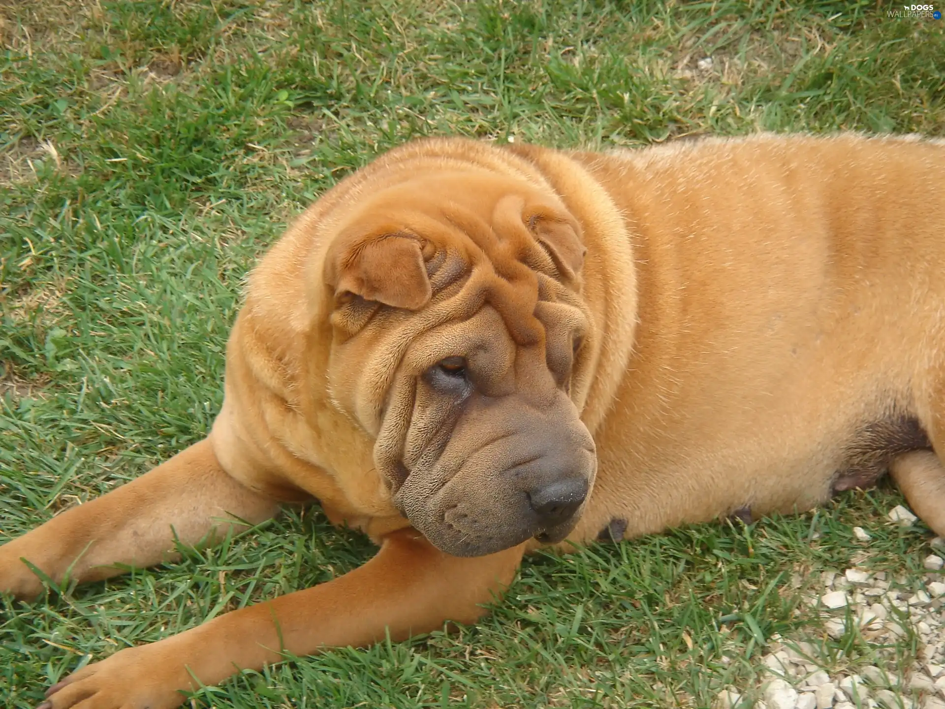 Meadow, Shar Pei