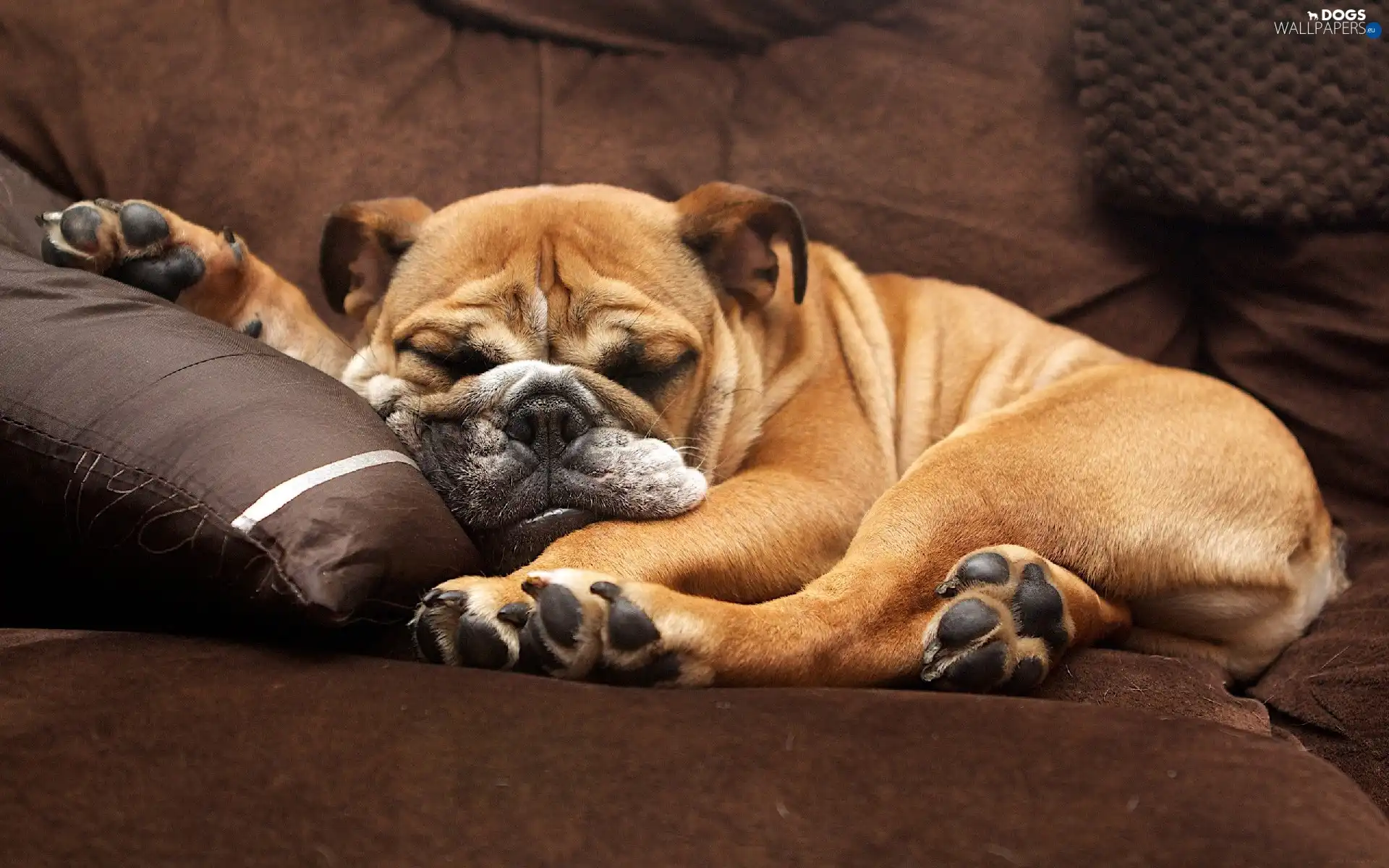 English Bulldog, sleepy