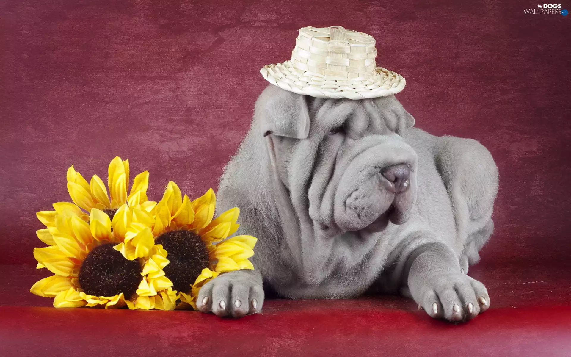 Hat, Nice sunflowers, Shar Pei, straw, dog