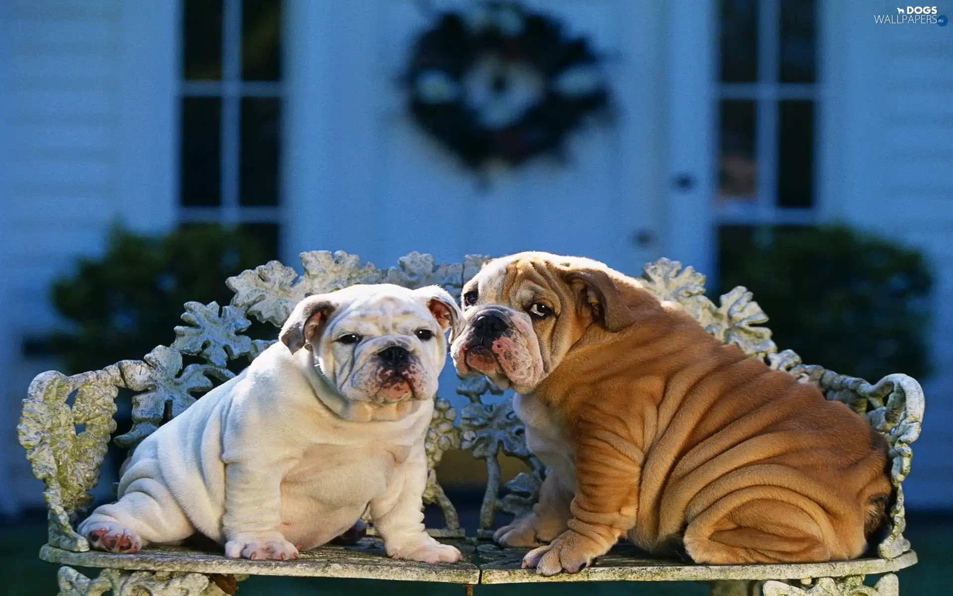 Bulldogs, Two cars