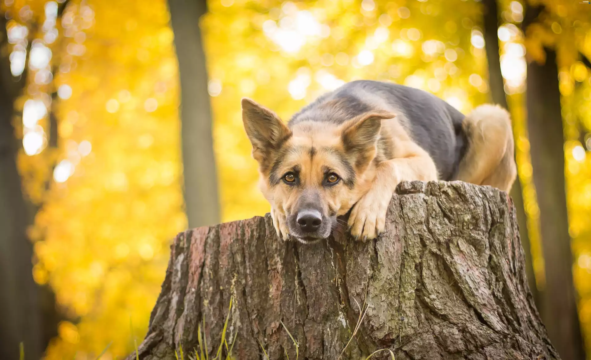 sheep-dog, german, viewes, The look, trees, dog, autumn, trunk