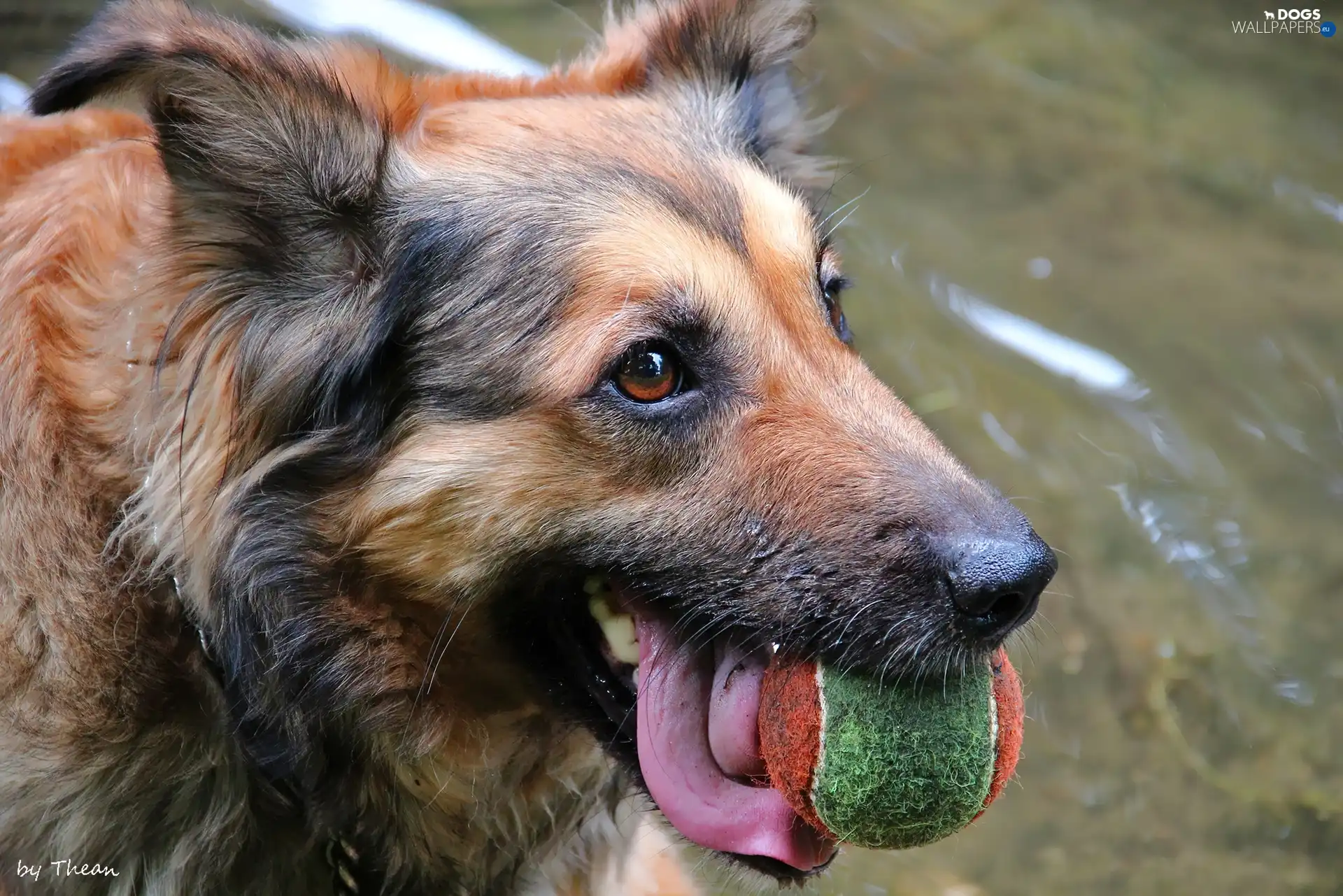 sheep-dog, the ball, dog