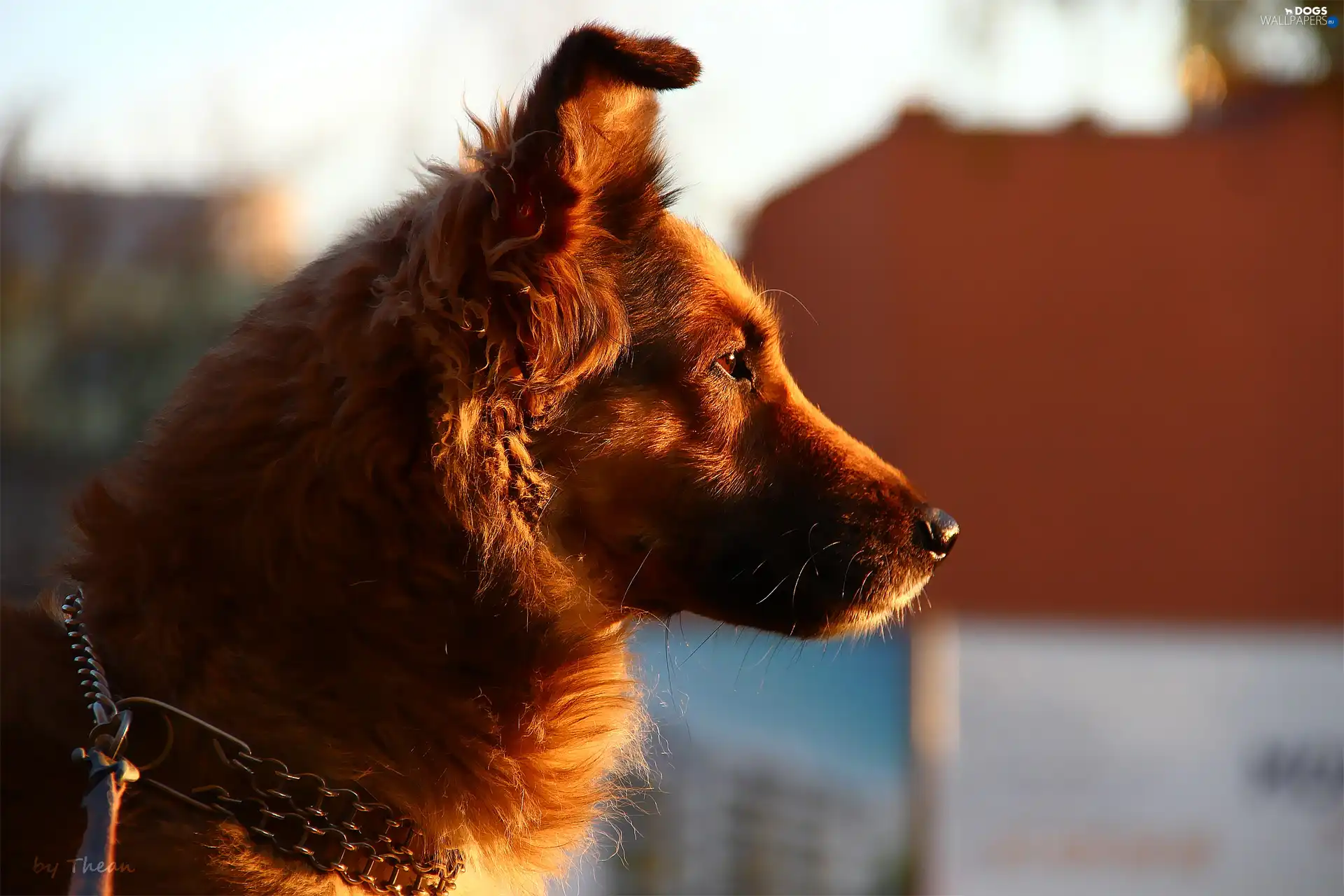 sheep-dog, dog-collar, bitch