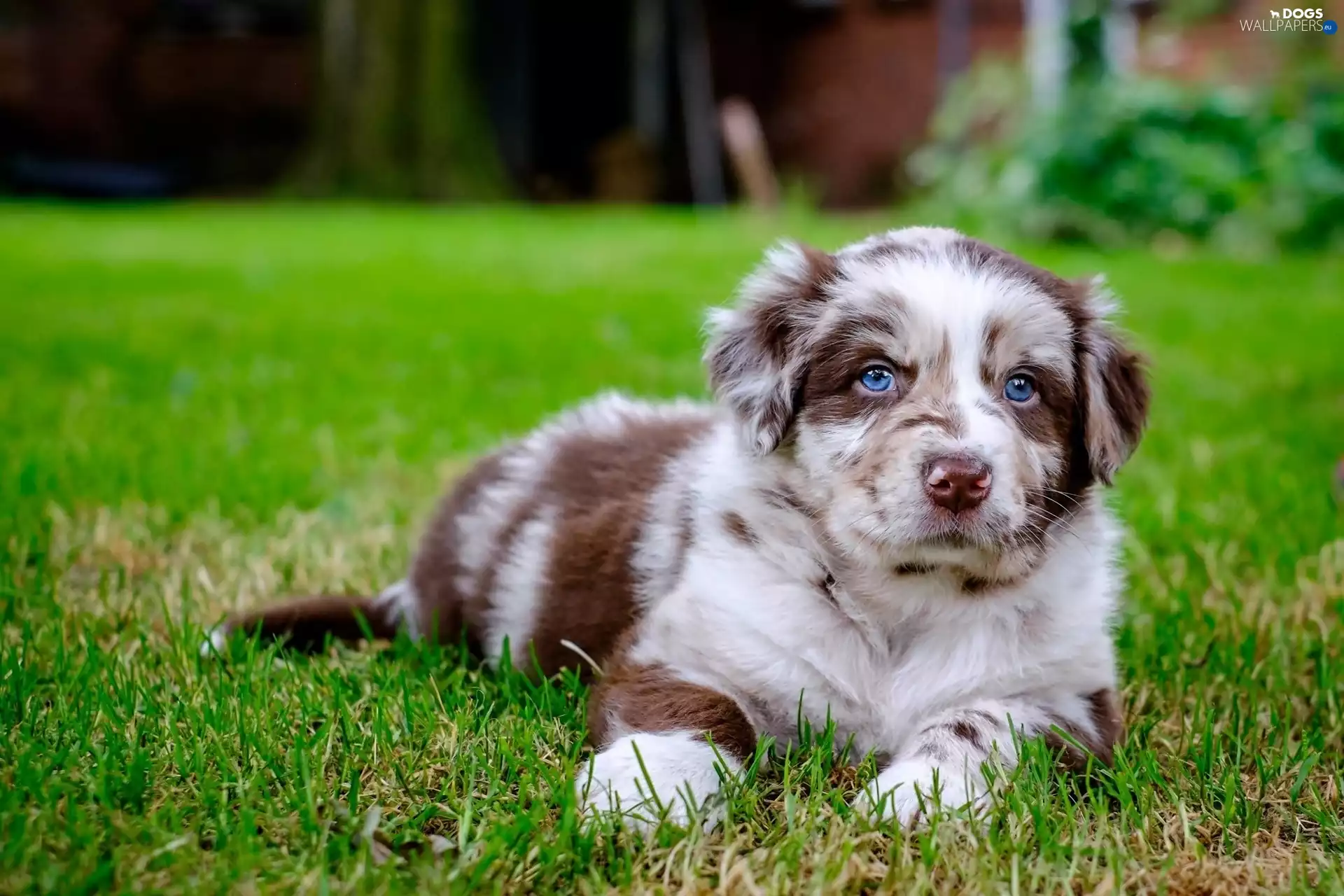 small, sheep-dog, Australian, puppie