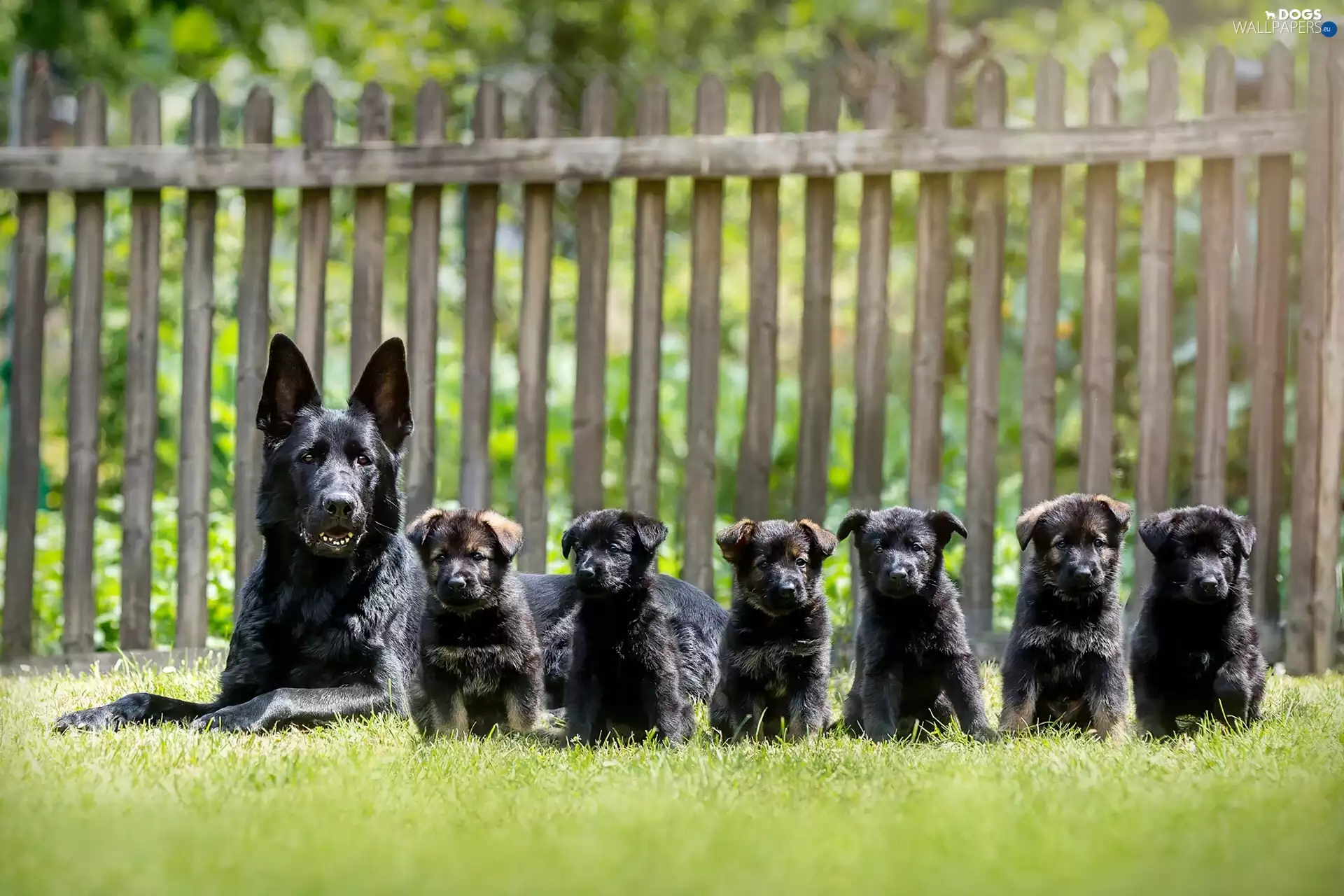 dog, sheep-dog, german, puppies