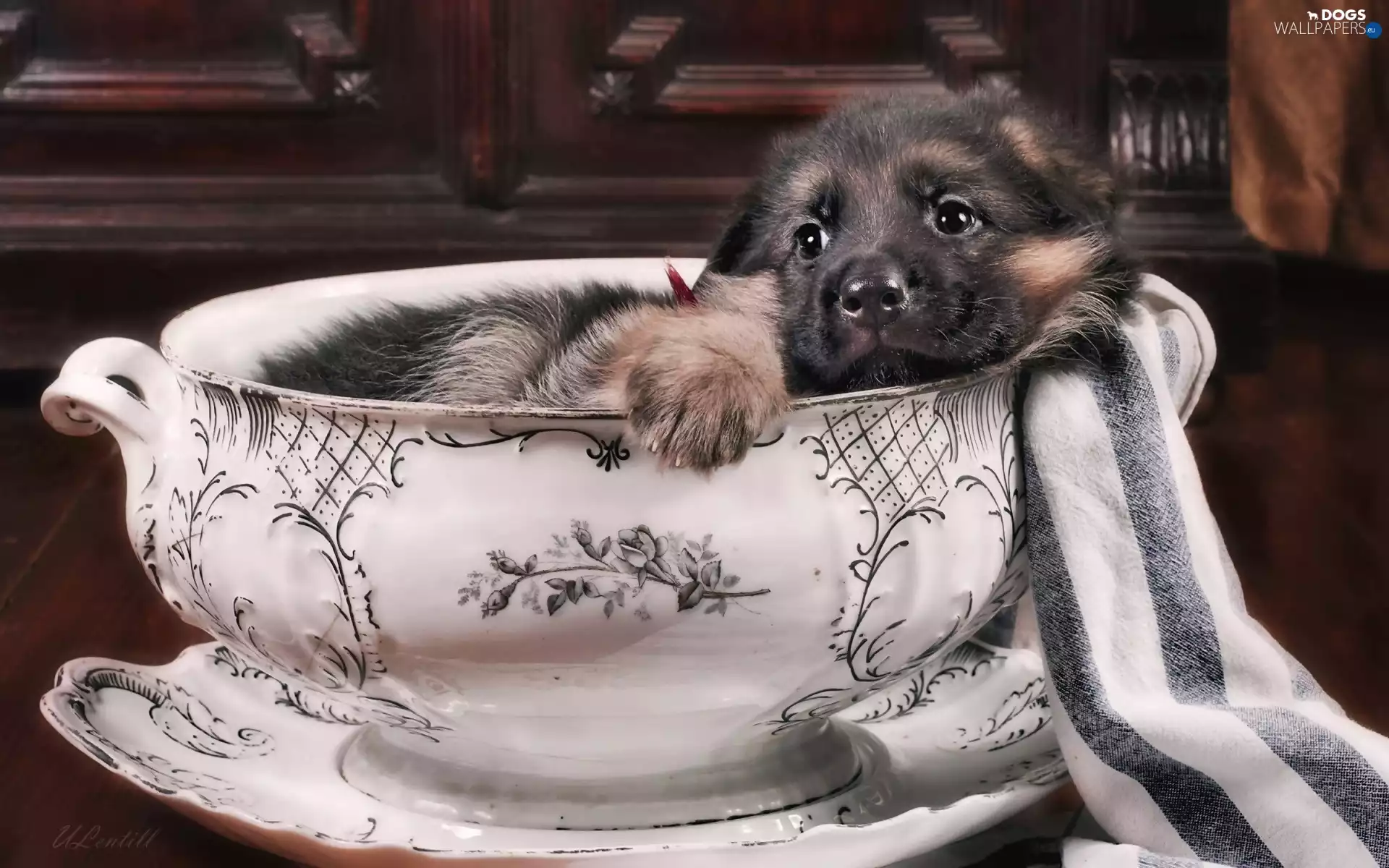 german, vase, Puppy, sheep-dog, dog