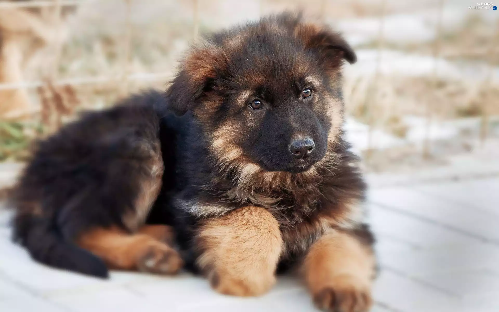 honeyed, sheep-dog, german, Puppy