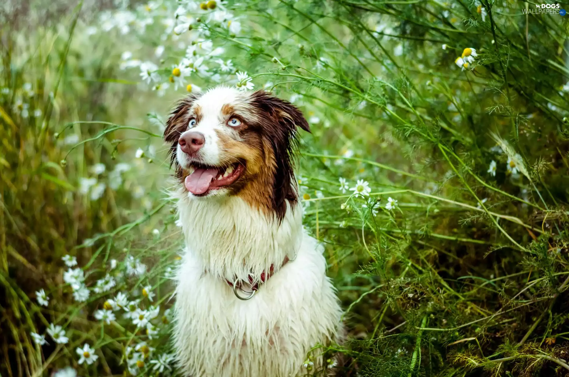 dog, sheep-dog, Australian, scrub