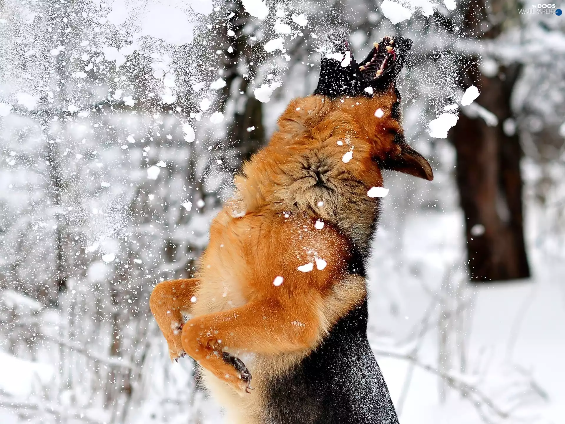 play, sheep-dog, german, snow