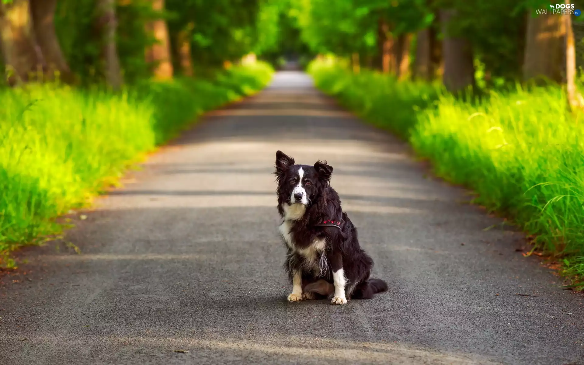 dog, sheep-dog, Australian, Way