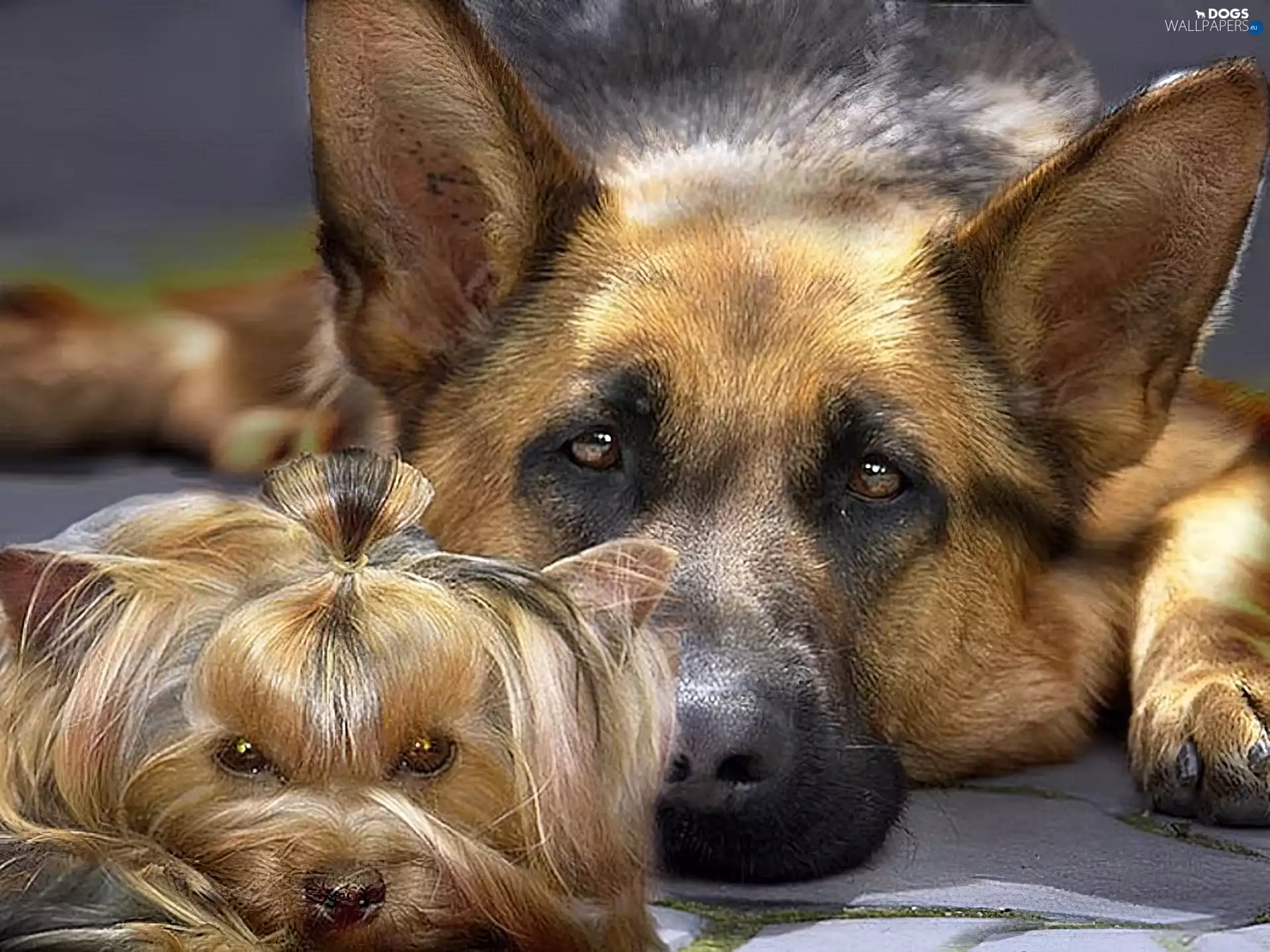 german, York, Dogs, sheep-dog, Two cars