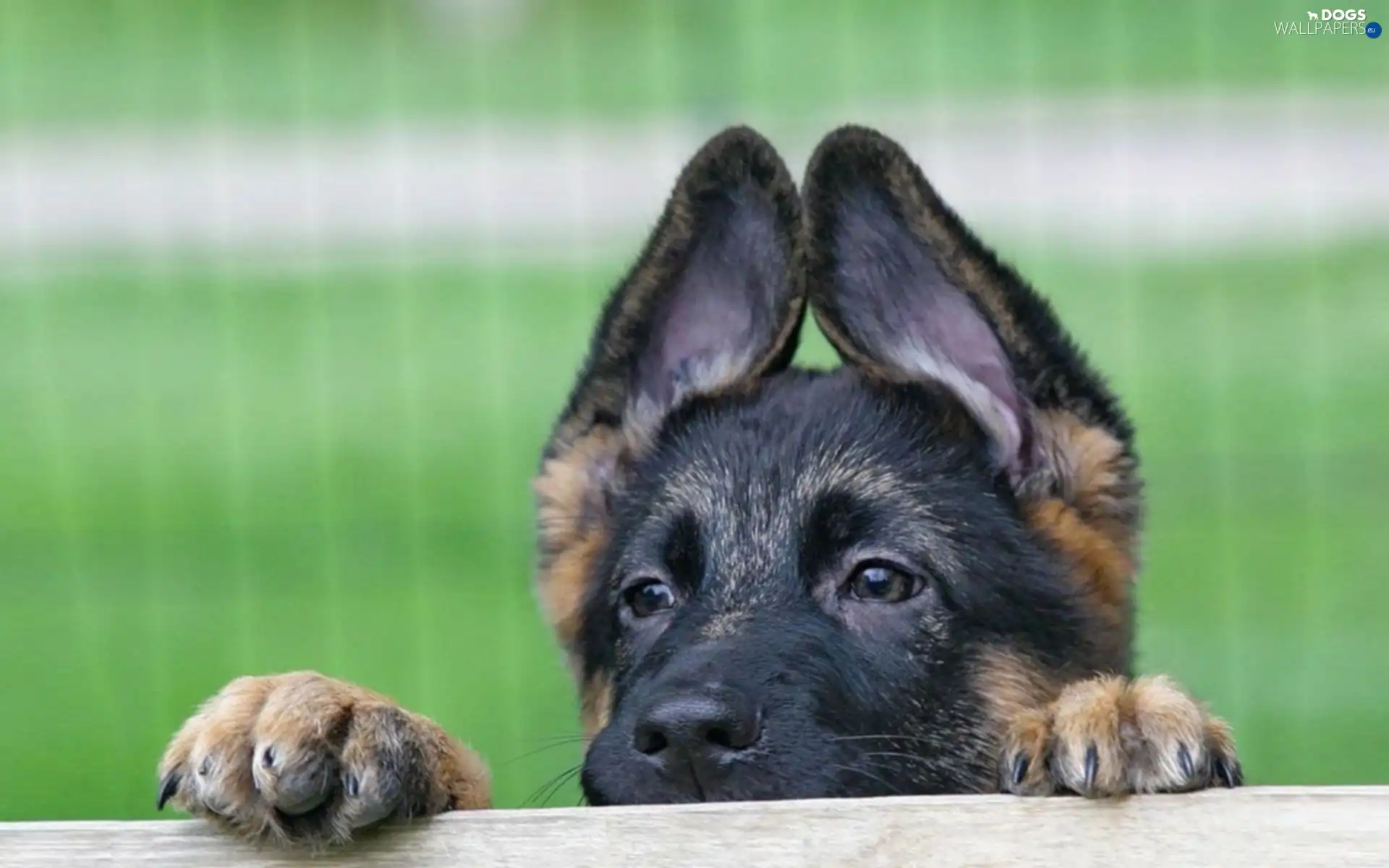 sheep-dog, ears, young