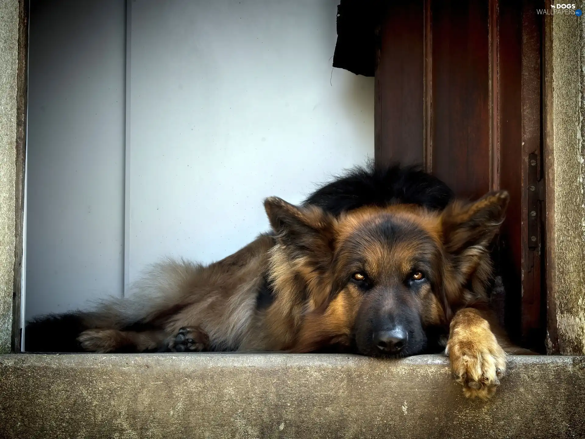 german, sheep-dog