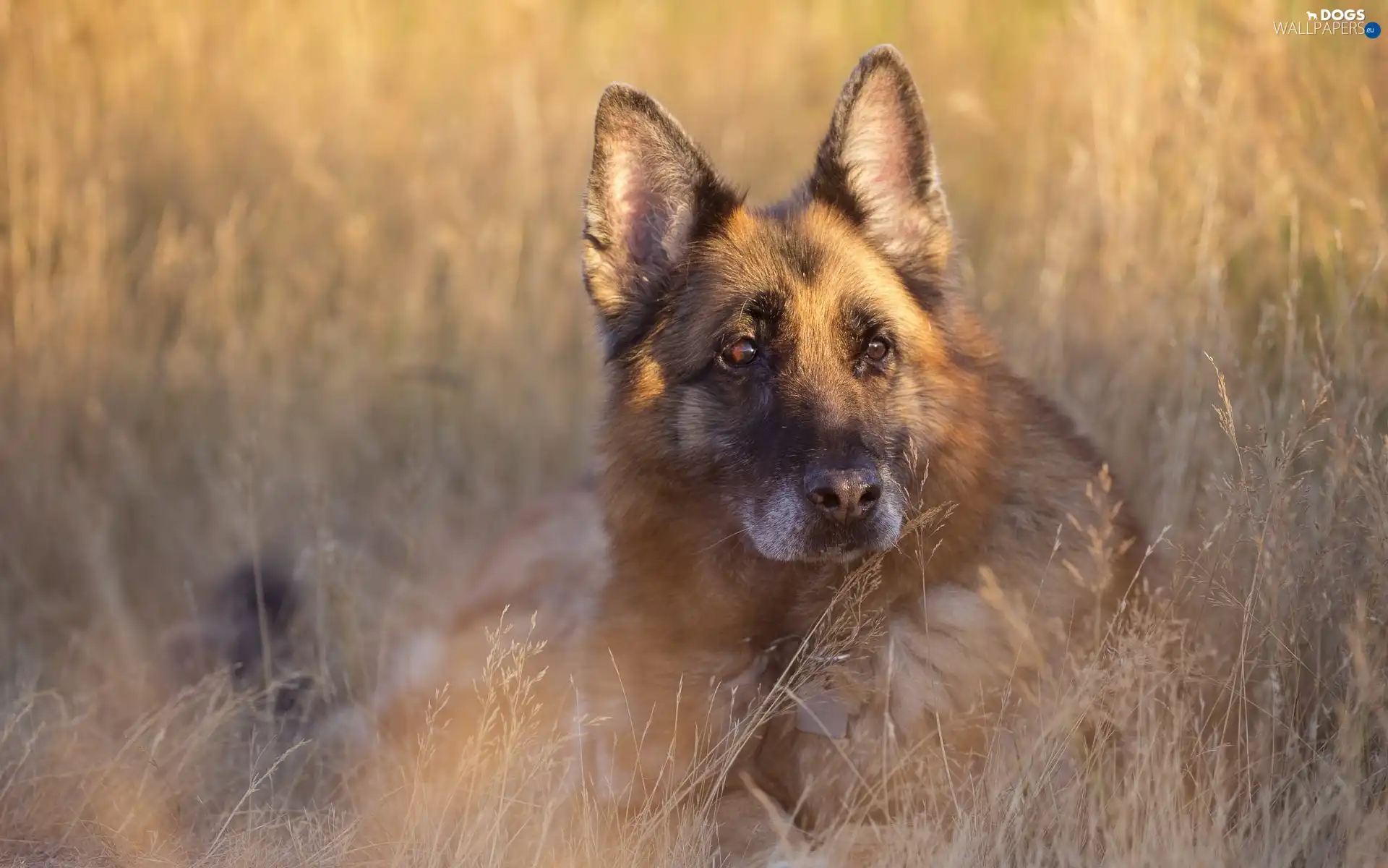 sheep-dog, german, dog