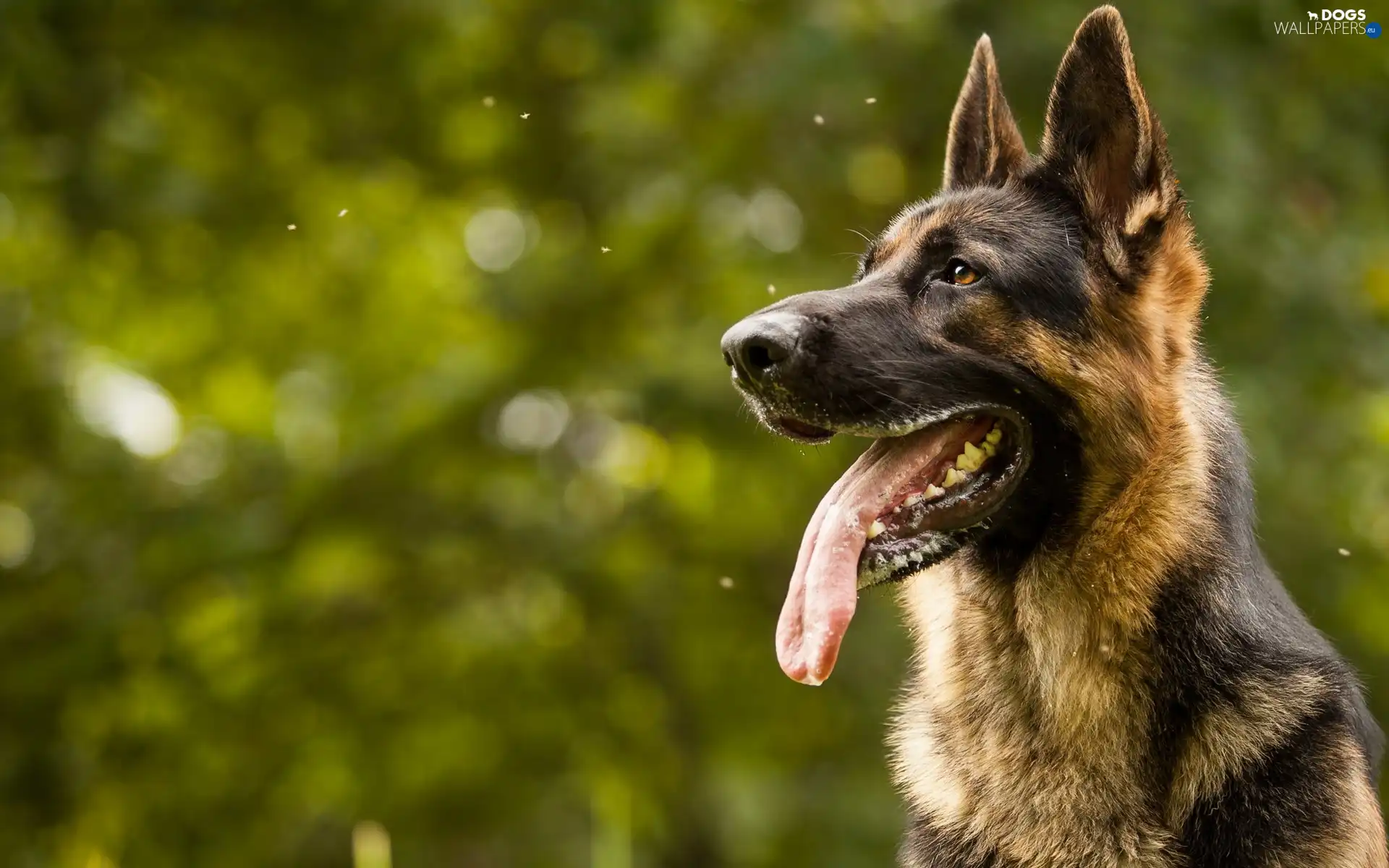 sheep-dog, german, dog