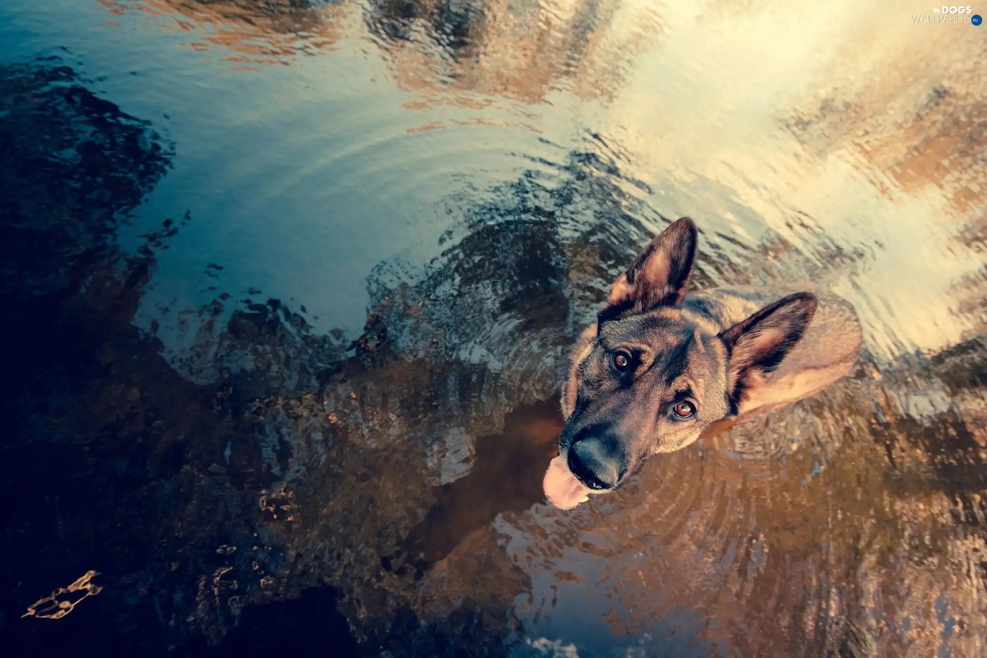 sheep-dog, german, dog