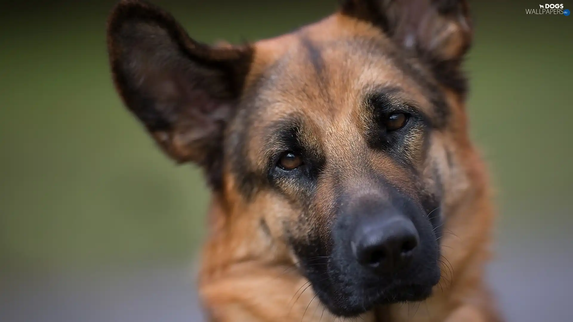 sheep-dog, german, dog