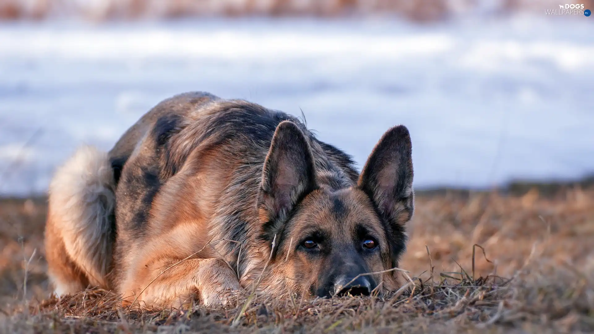 sheep-dog, german, dog