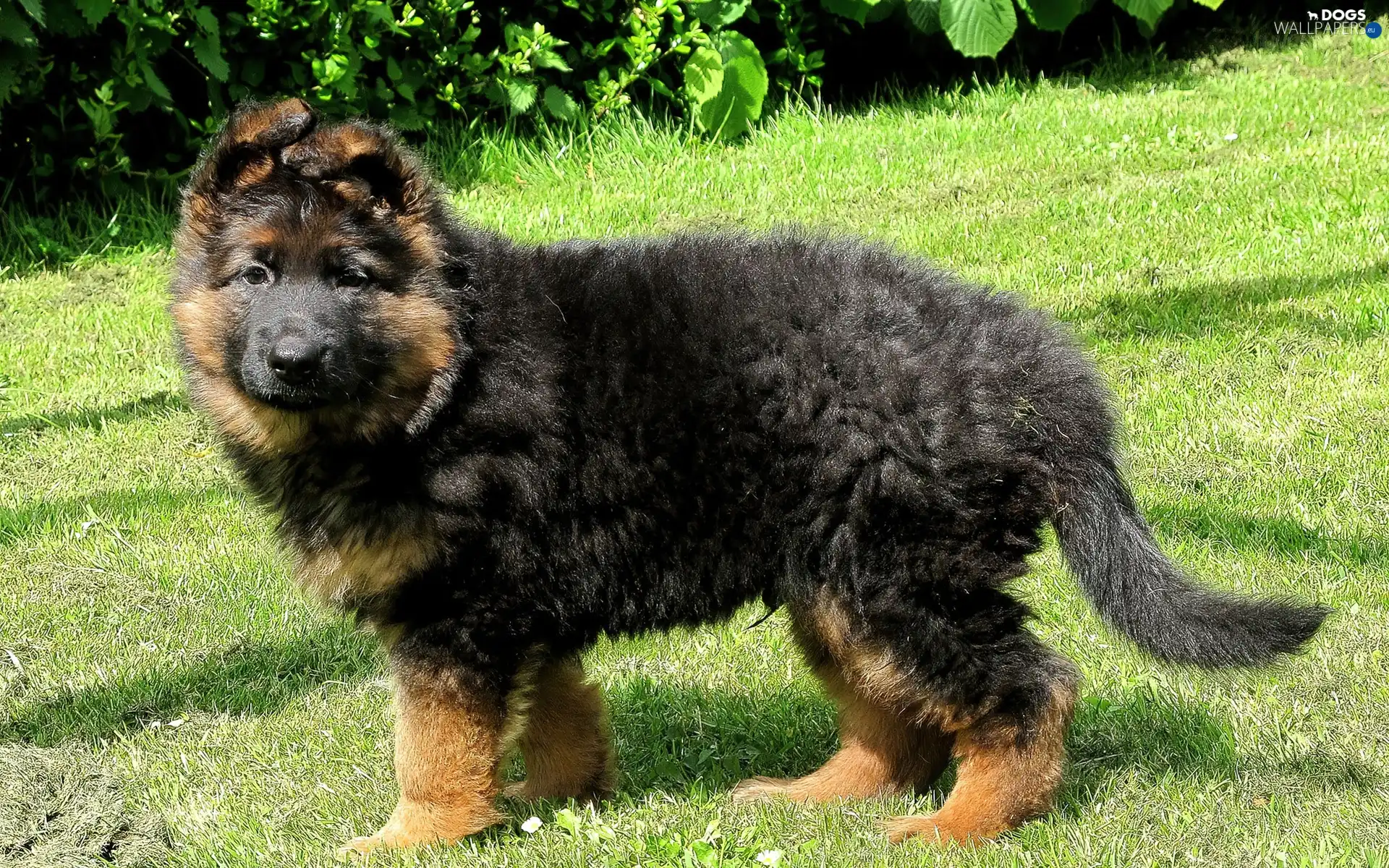 sheep-dog, german, Puppy