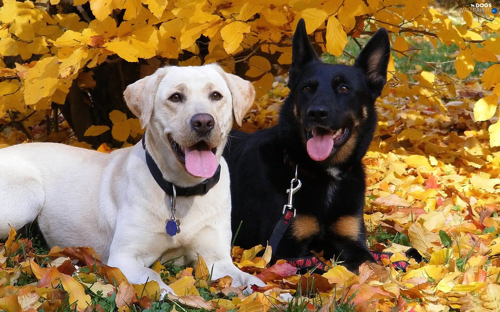 sheep-dog, retriever, White, german, Labrador