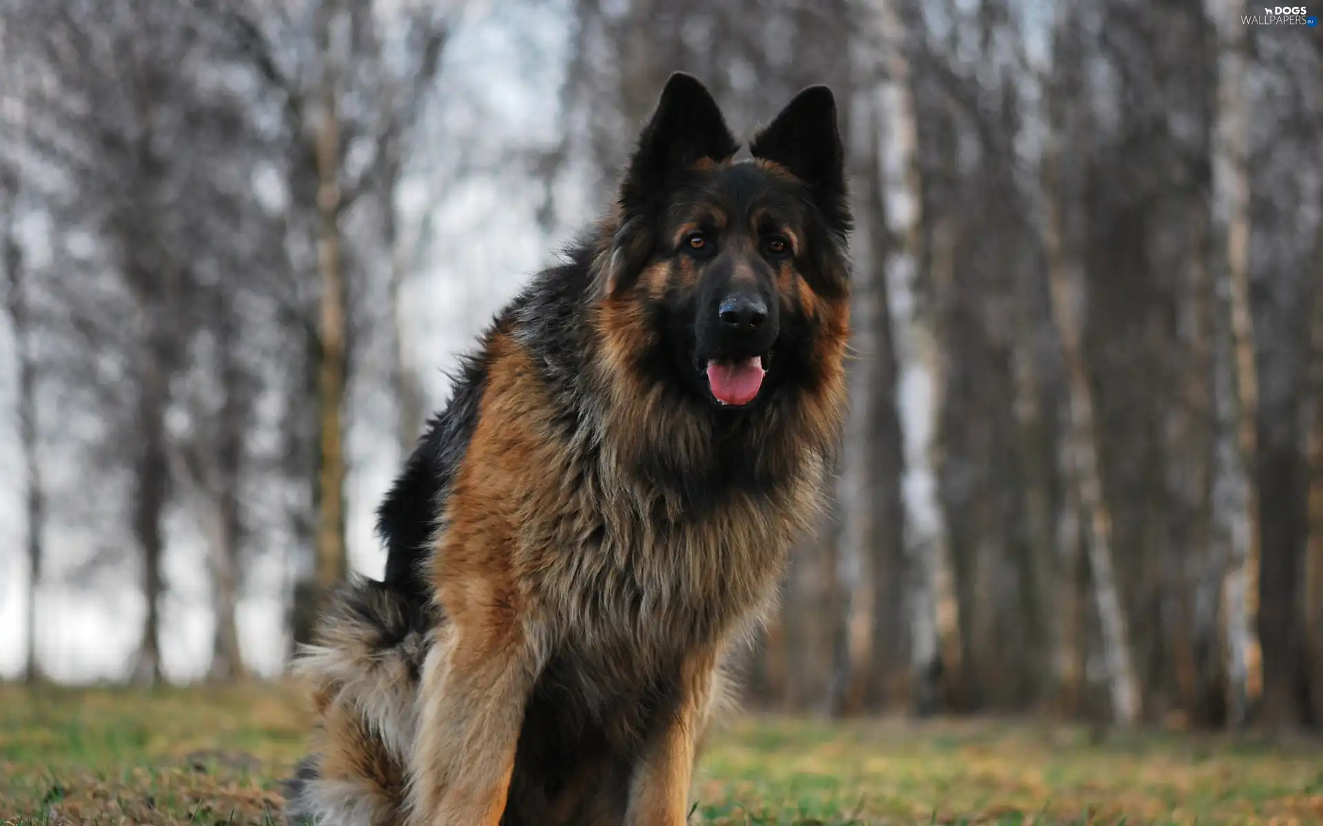 sheep-dog, language, dog