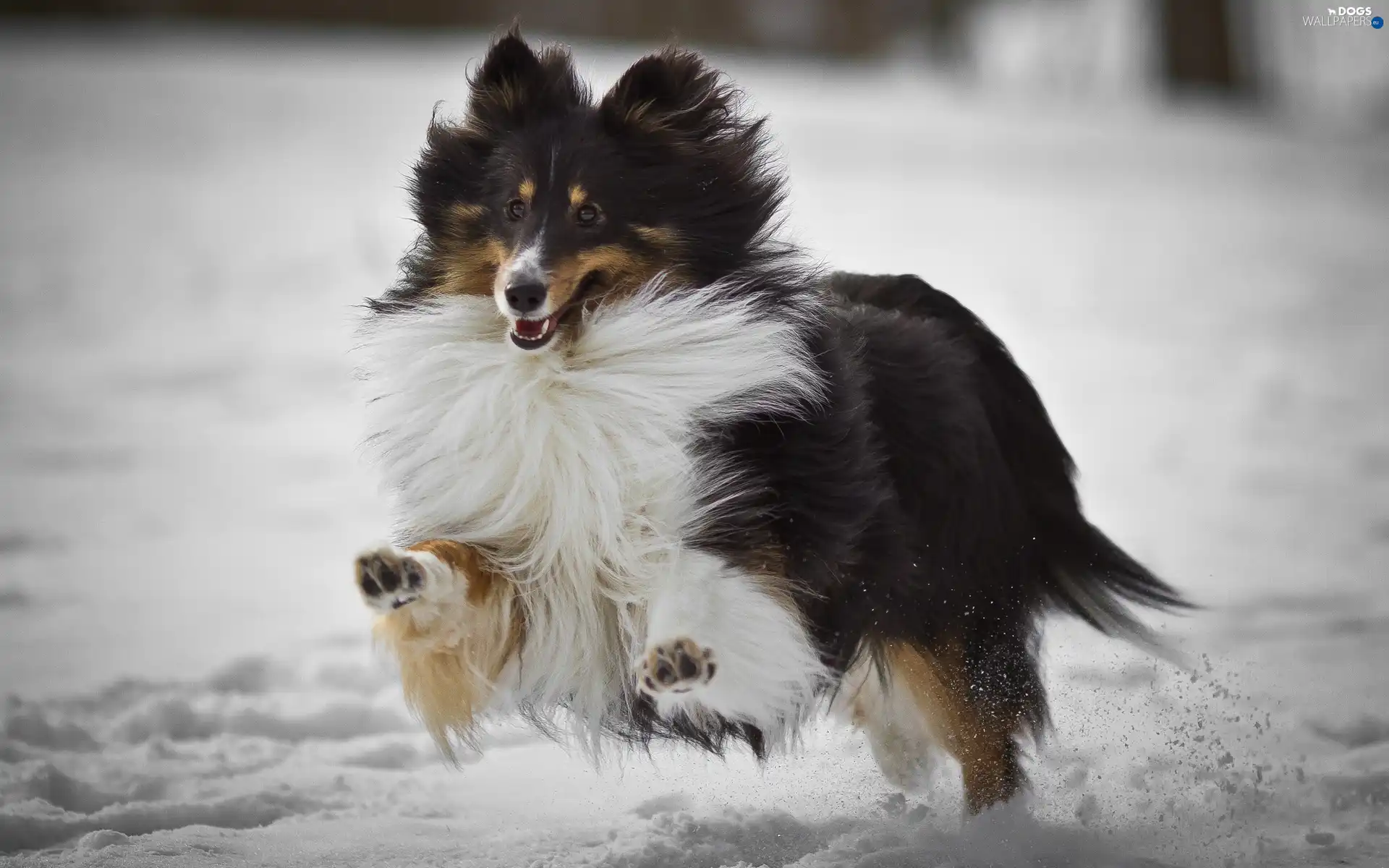 Scotch, sheep-dog