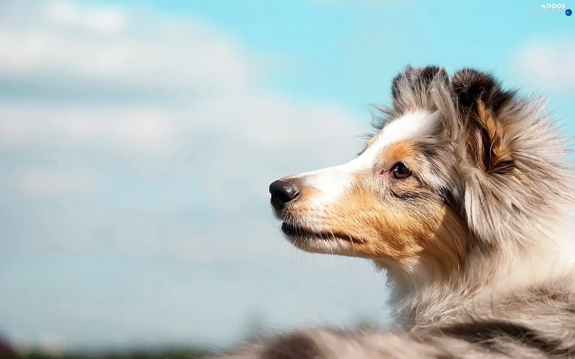 Scotch, sheep-dog