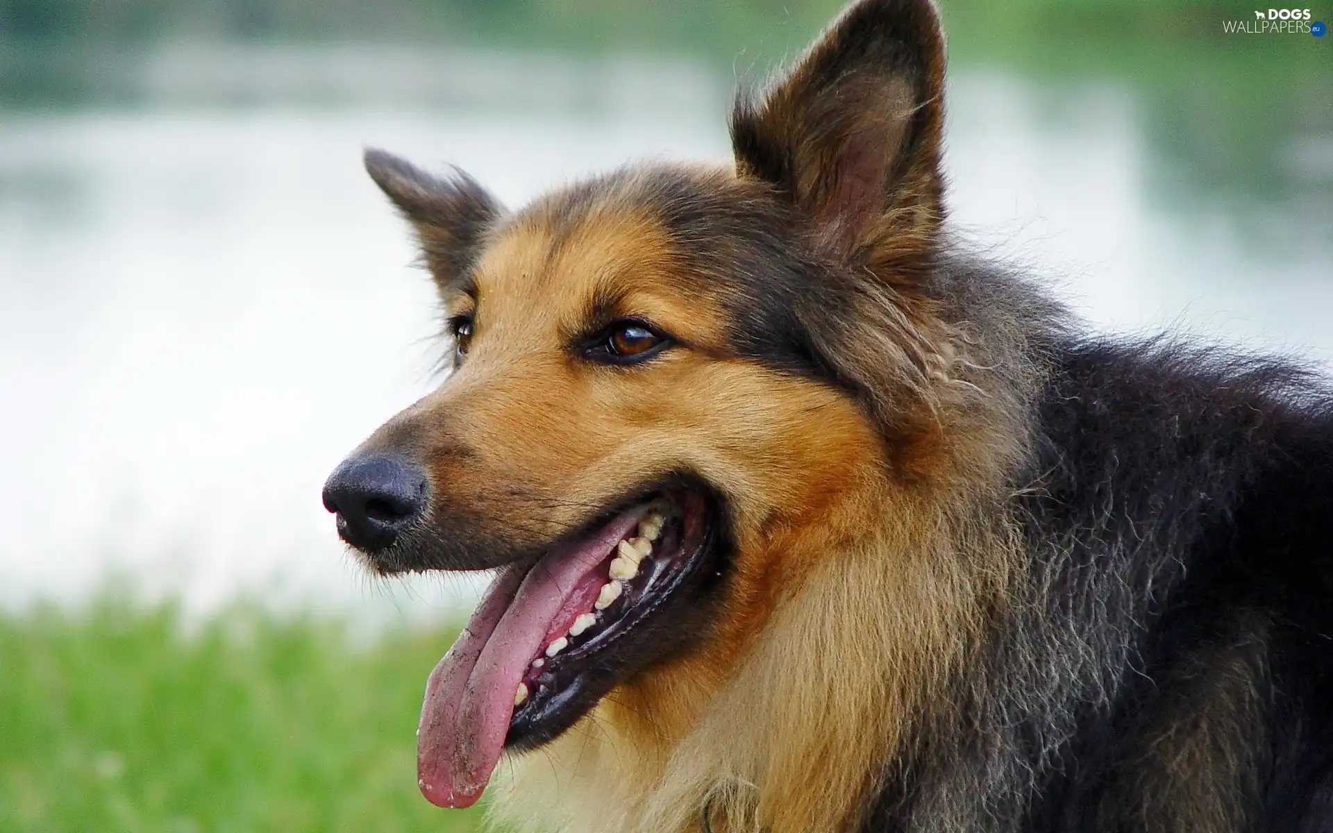 Tounge, sheep-dog