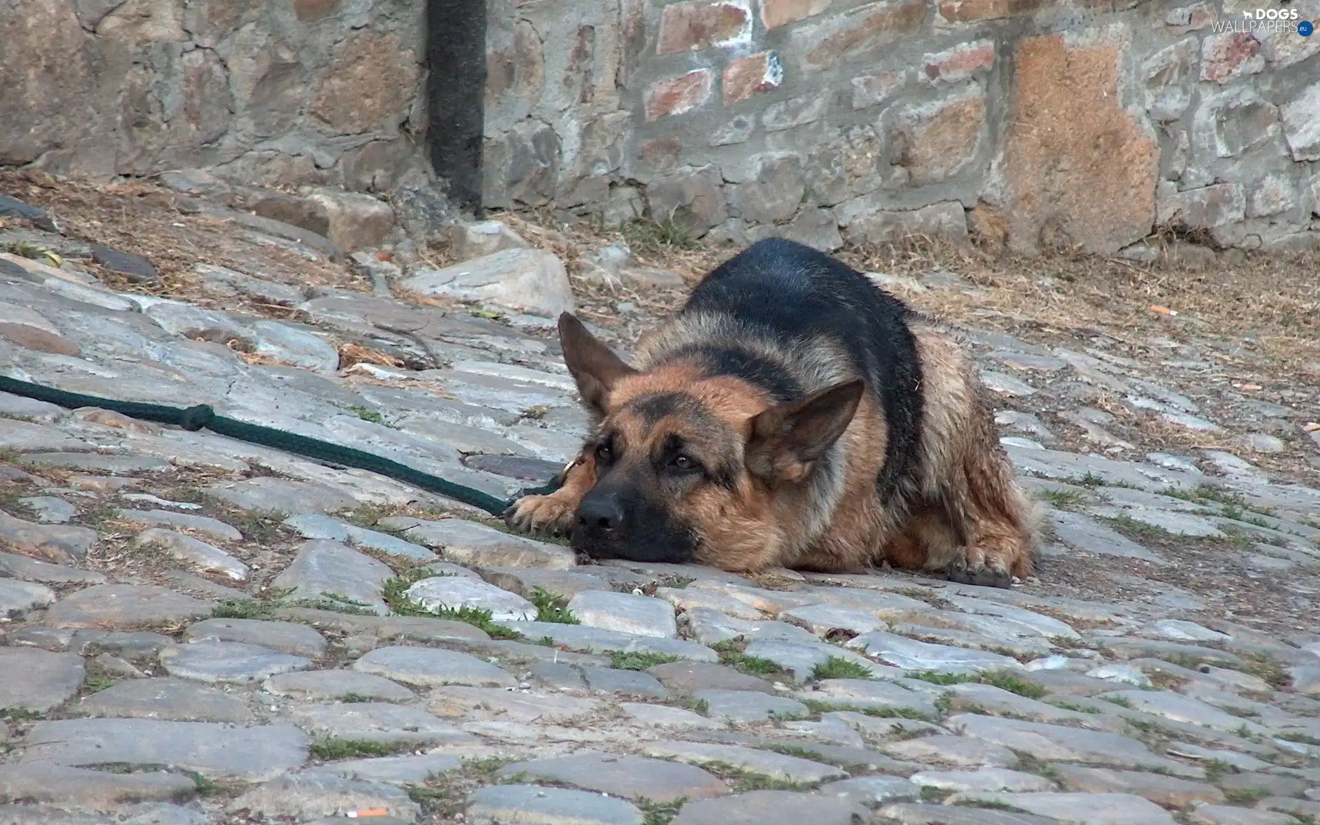 sheep-dog, watchman, dog