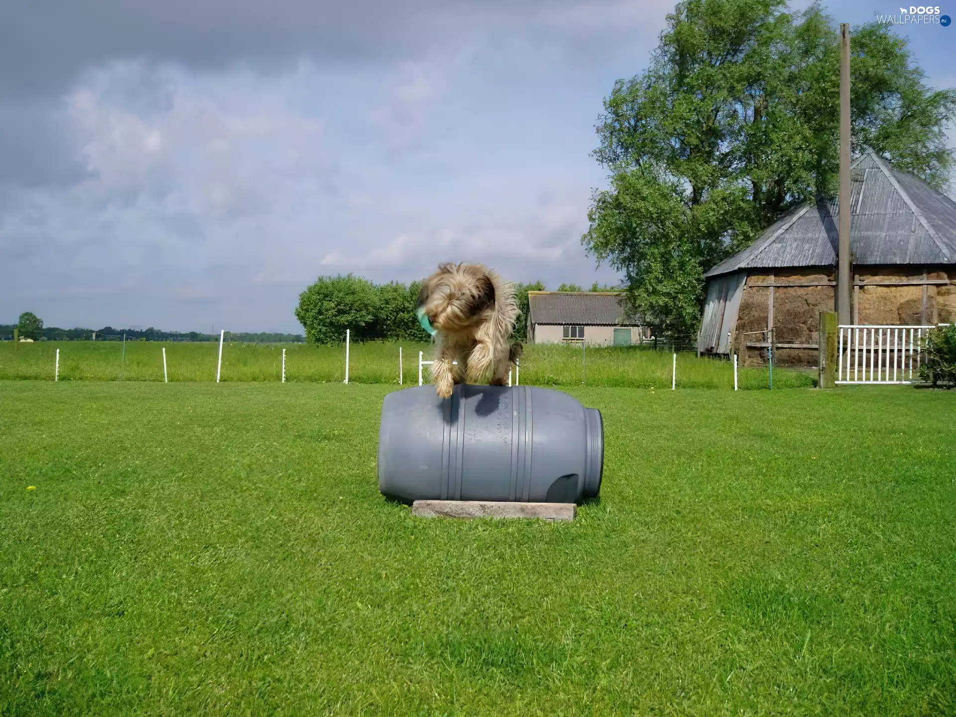 Catalan Sheepdog, barrel, cote, grass
