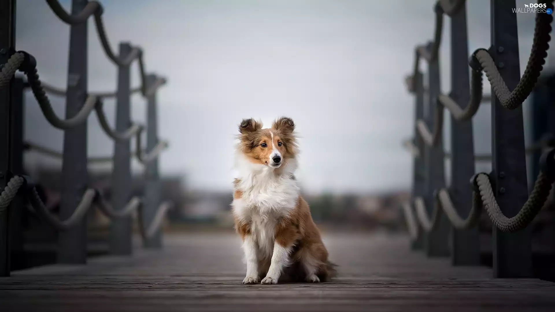 figure, bridges, shetland Sheepdog, Puppy, dog