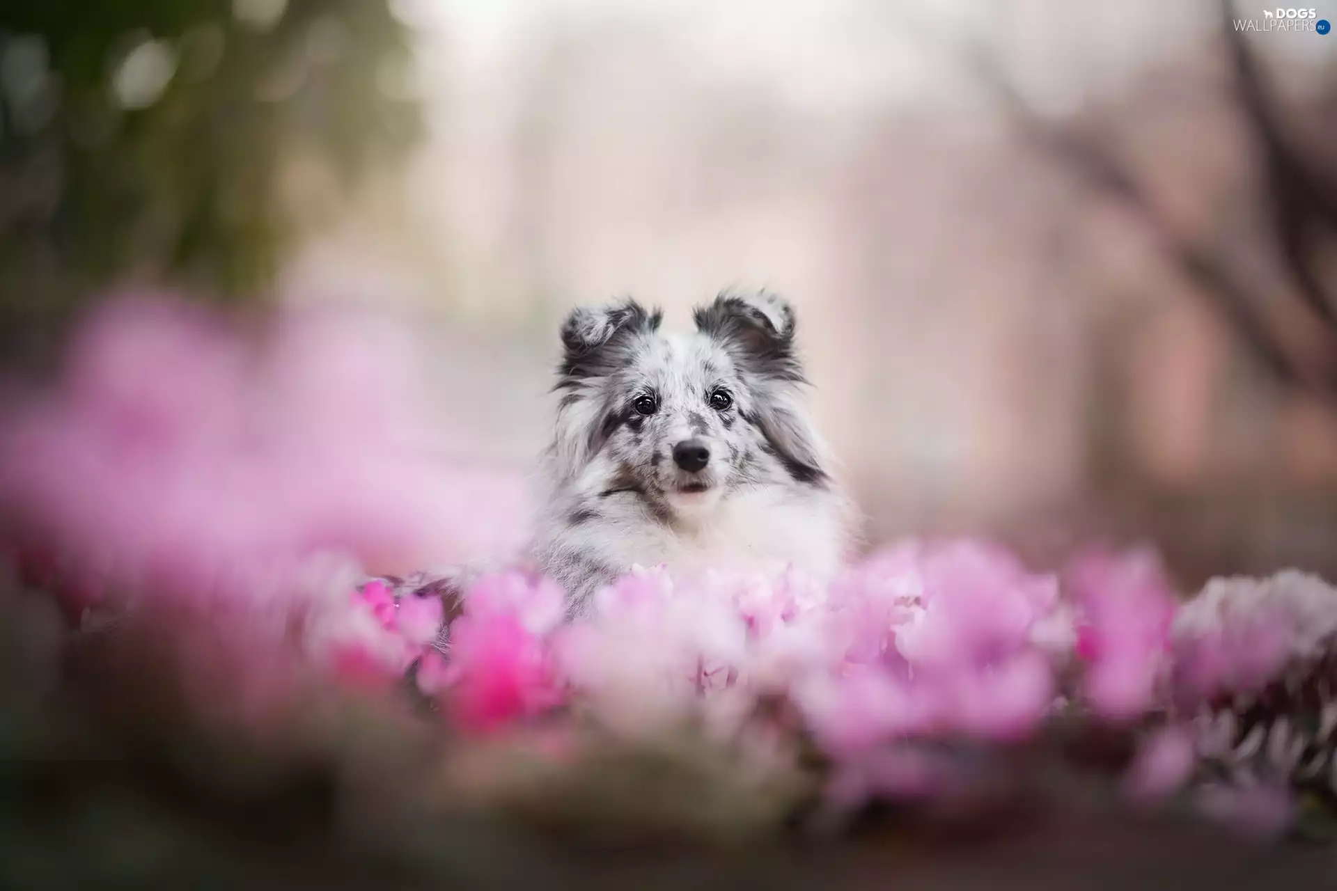 fuzzy, background, shetland Sheepdog, Flowers, dog