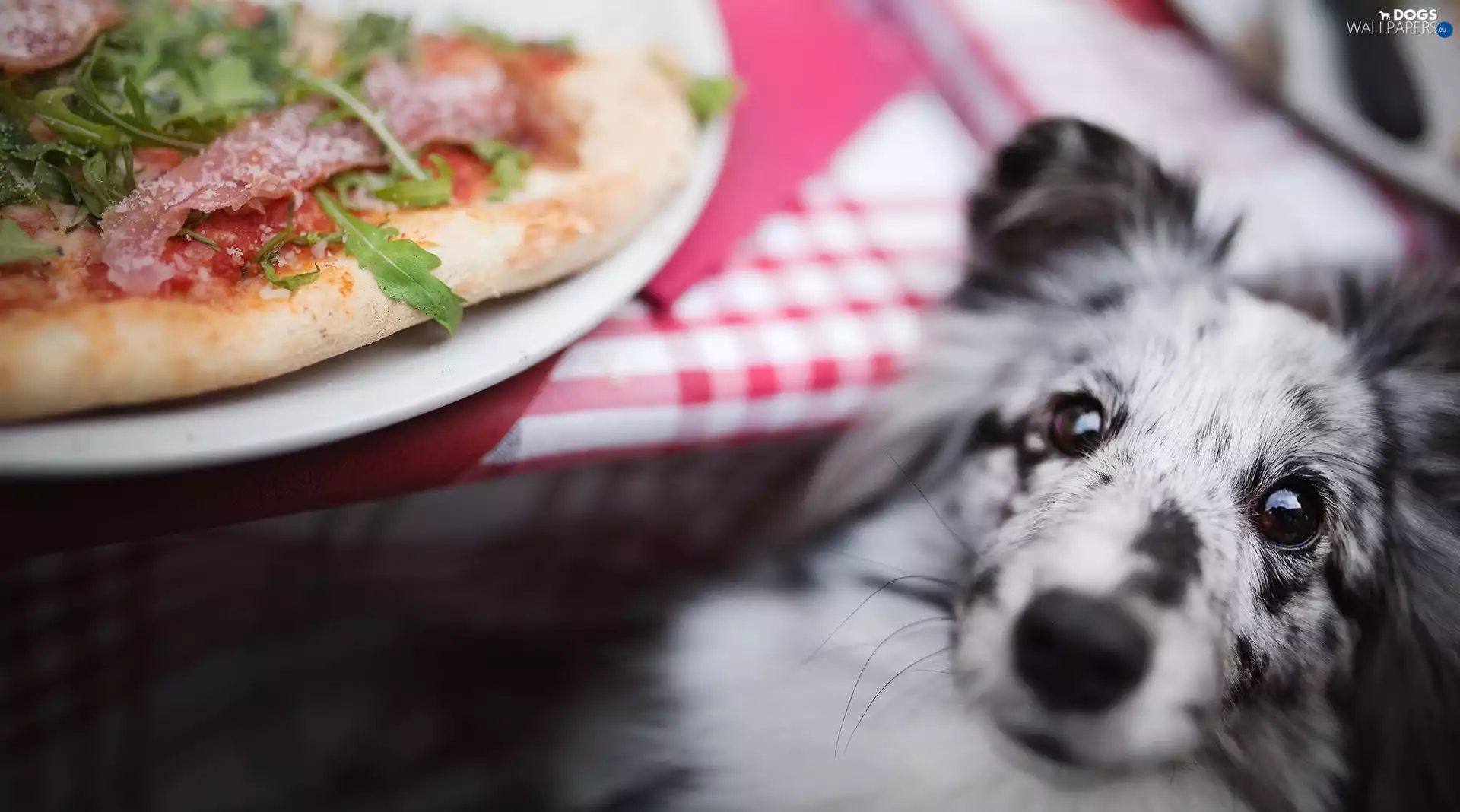 plate, pizza, shetland Sheepdog, Table, dog