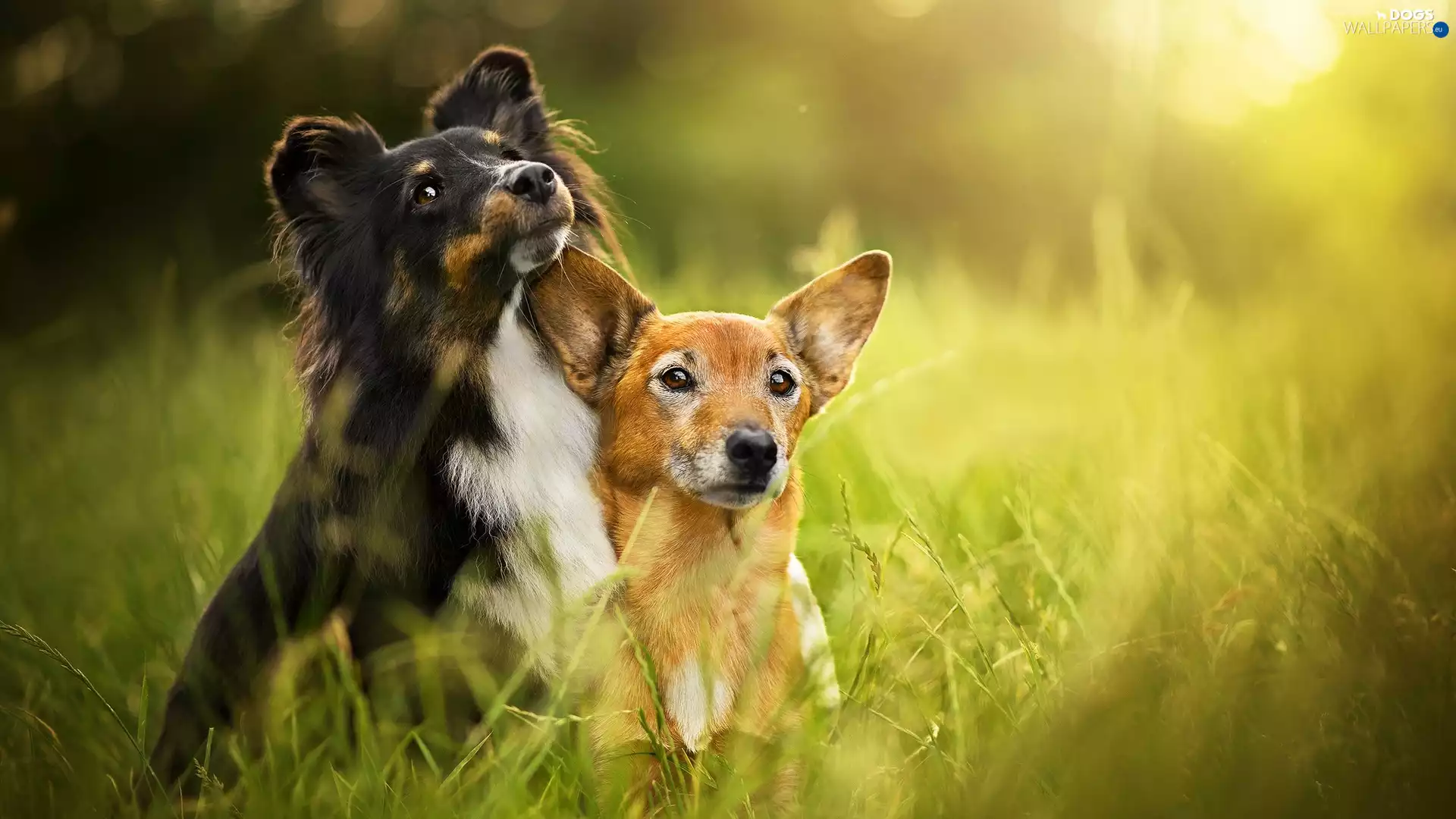 Meadow, grass, shetland Sheepdog, mongrel, Dogs