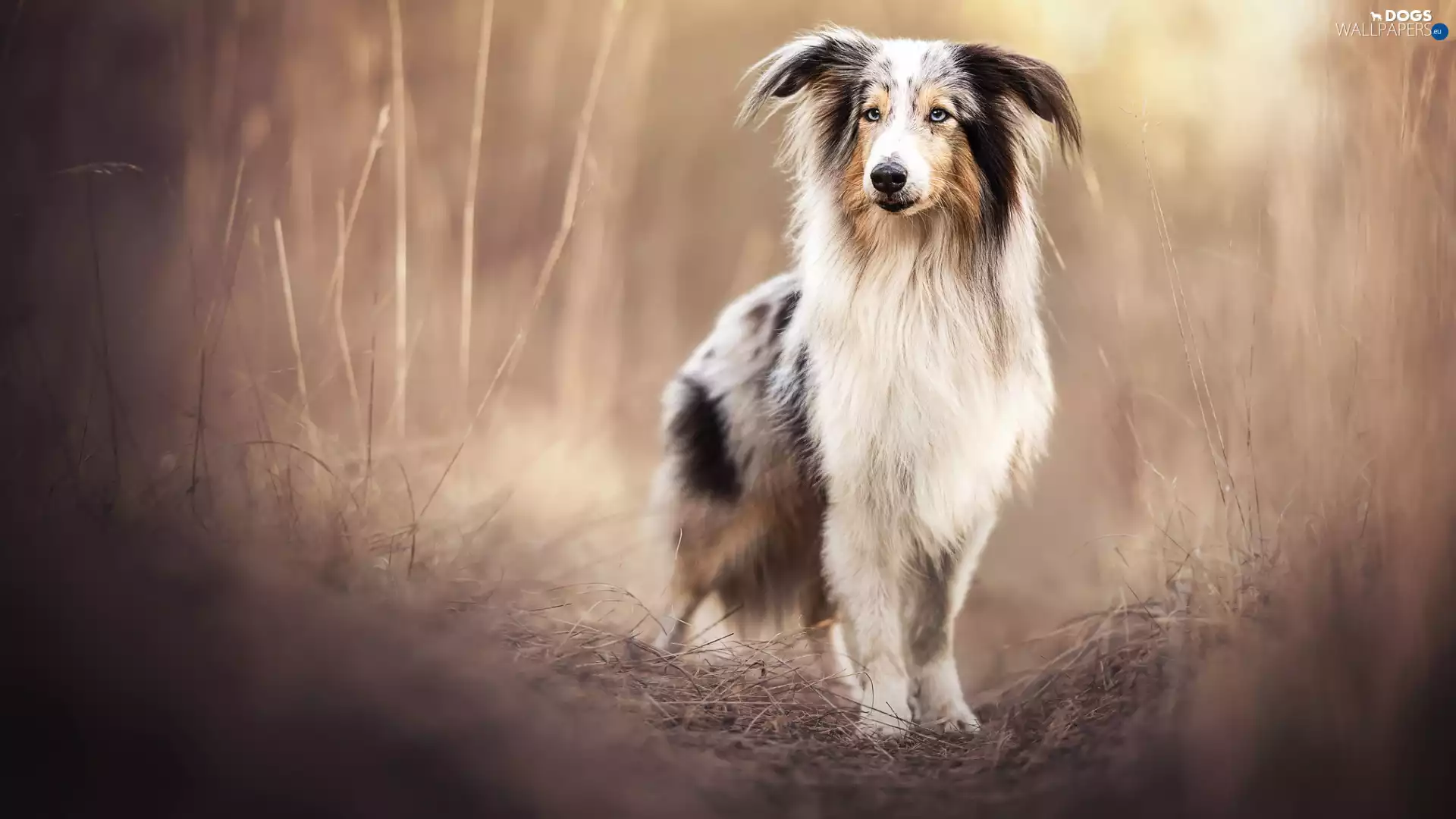grass, dog, shetland Sheepdog