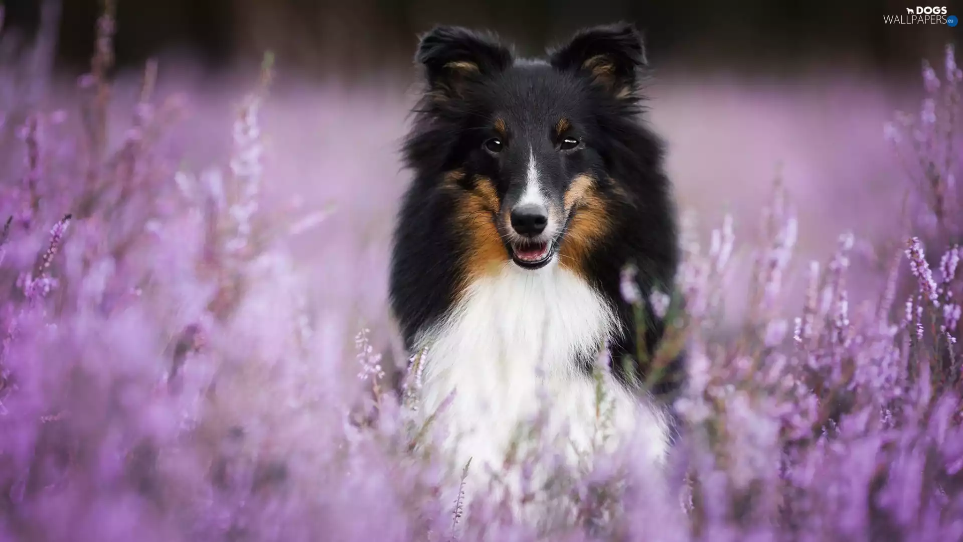 shetland Sheepdog, happy, muzzle, heather