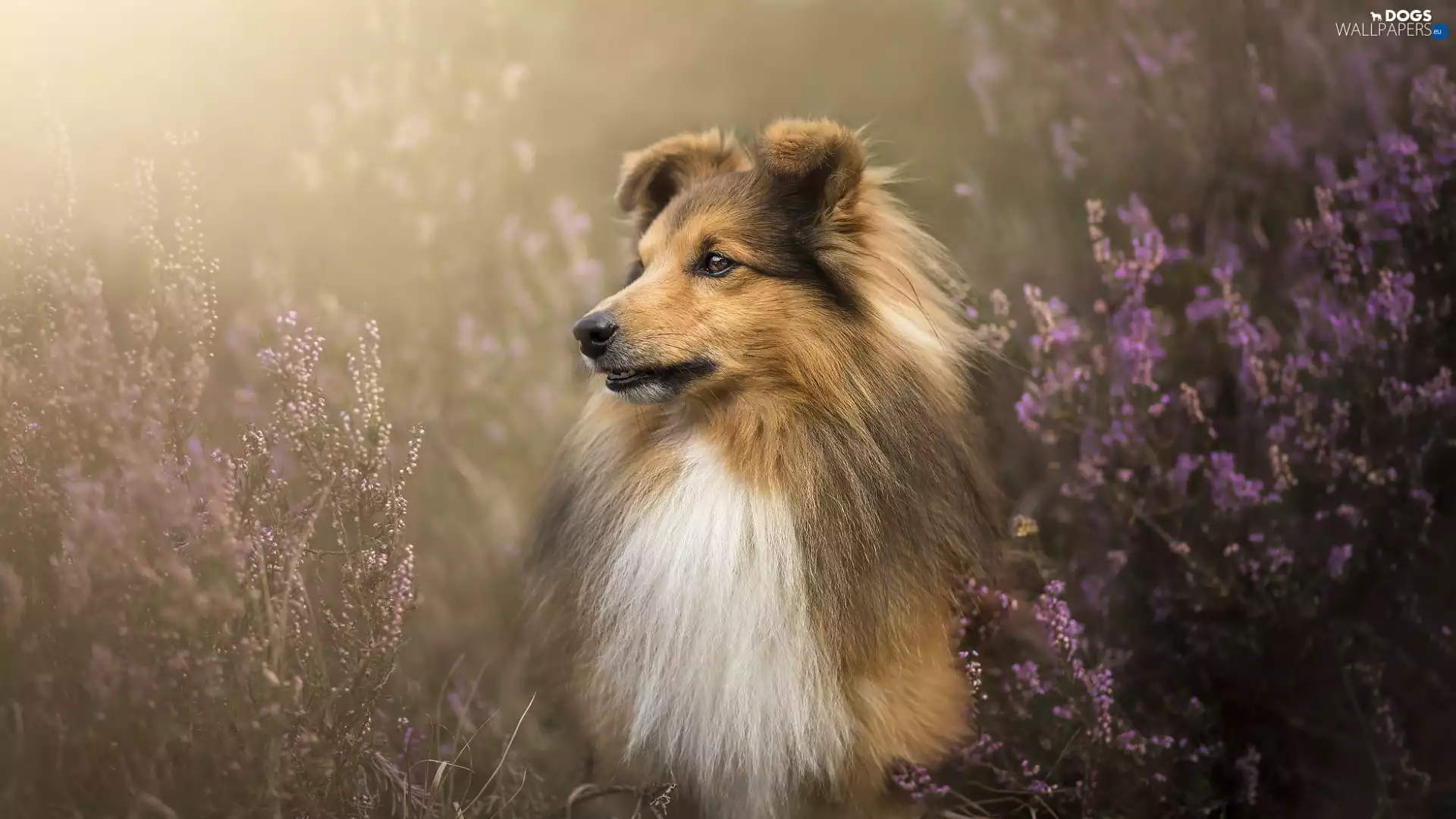 heather, dog, shetland Sheepdog