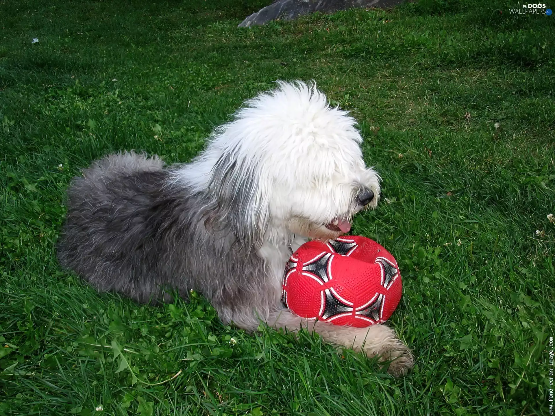 Ball, Old English Sheepdog, red hot