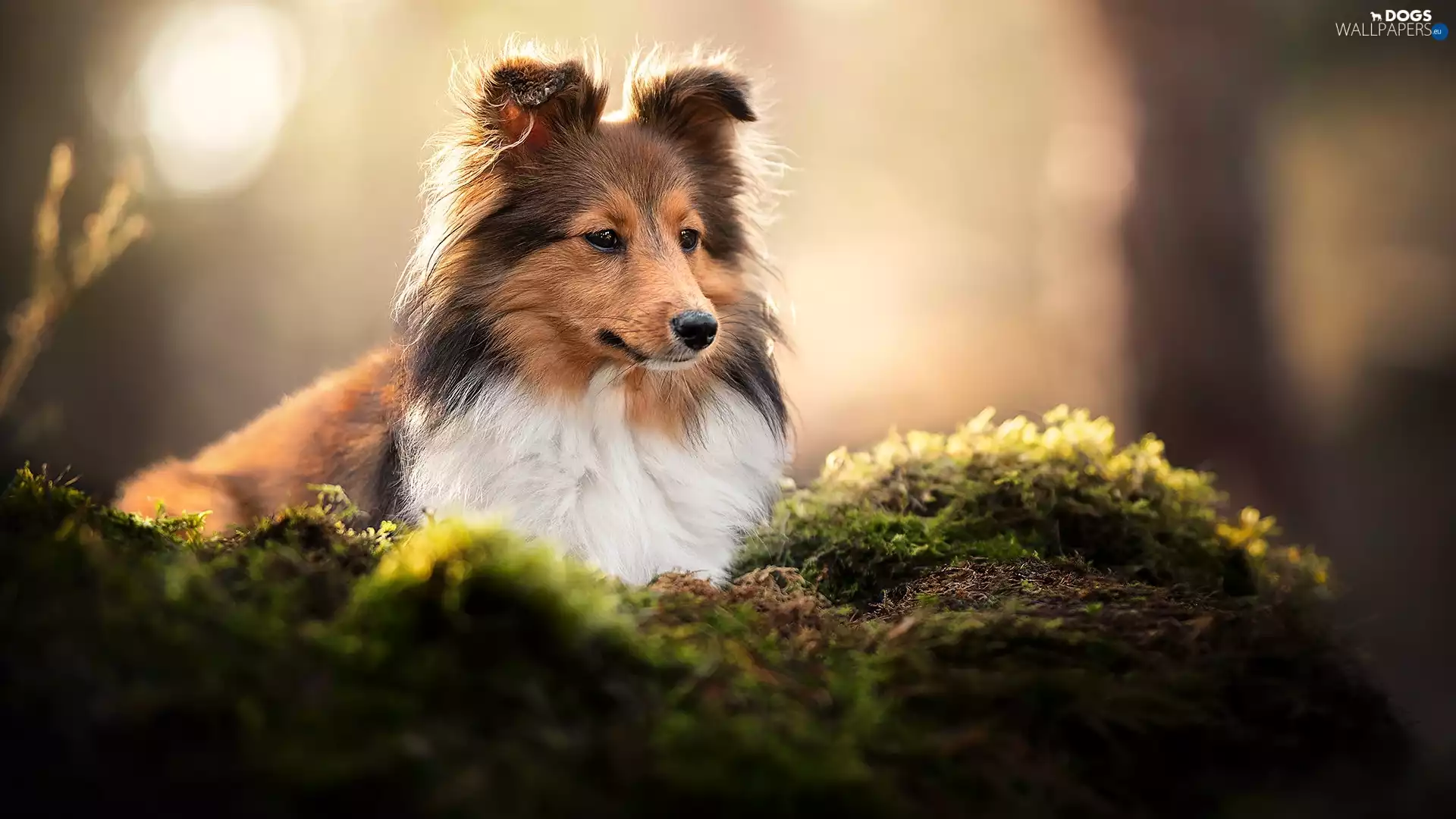 Moss, dog, shetland Sheepdog