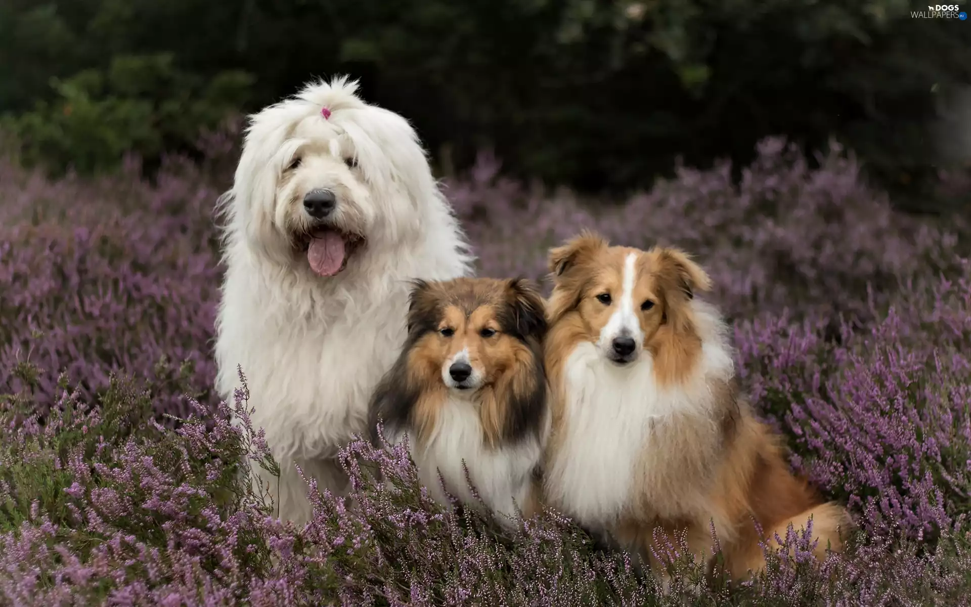 heathers, Old English Sheepdog, Shetland Sheepdogs